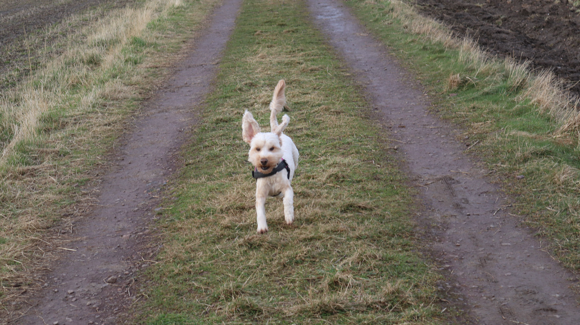 2022-03-04 - Reggie in motion