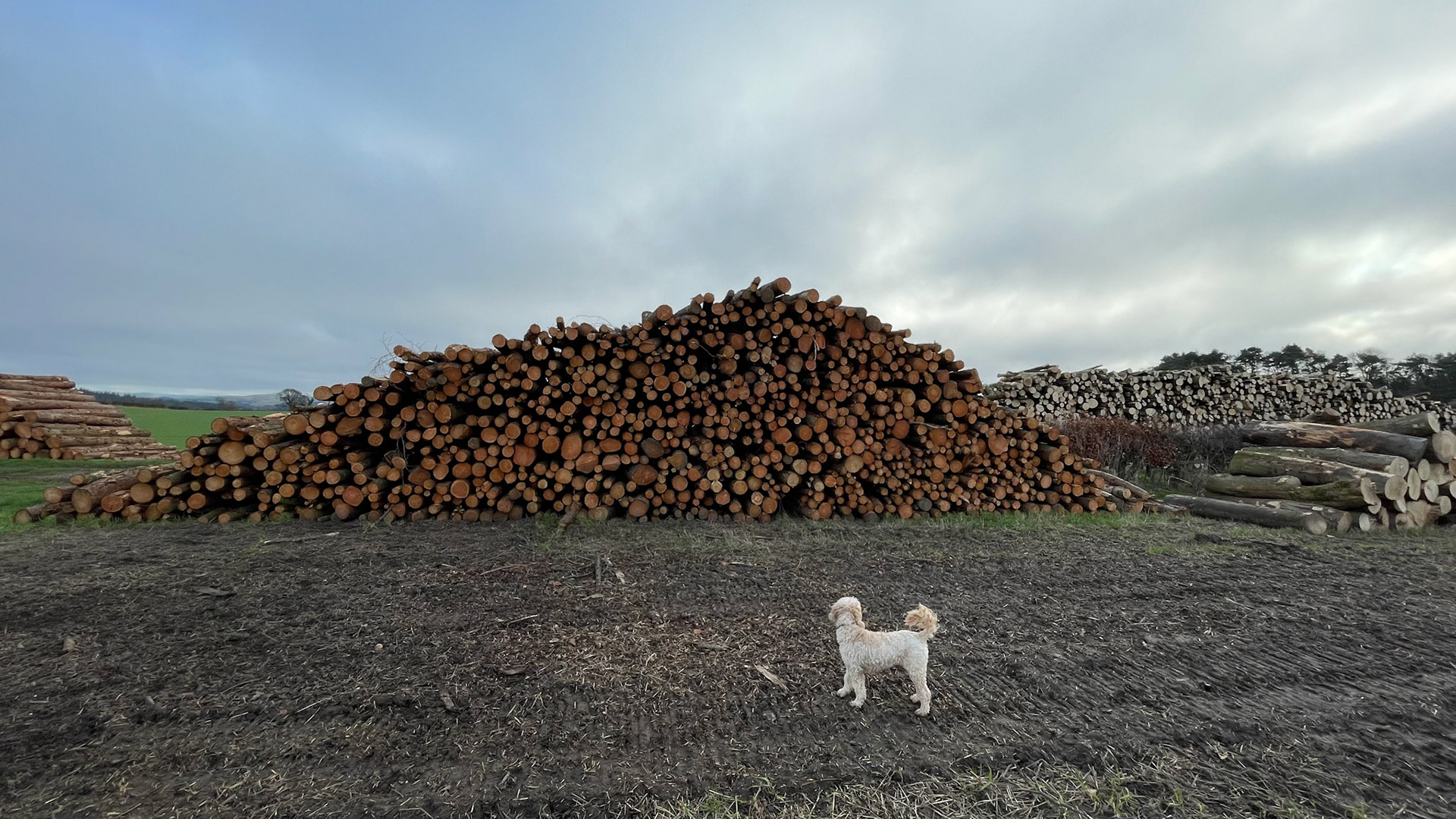 2022-01-14 - Reggie was overwhelmed by stick choices