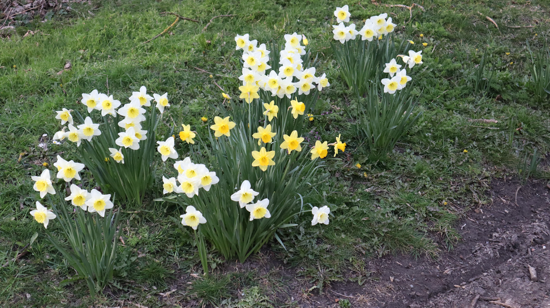 2022-03-23 - Daffodils