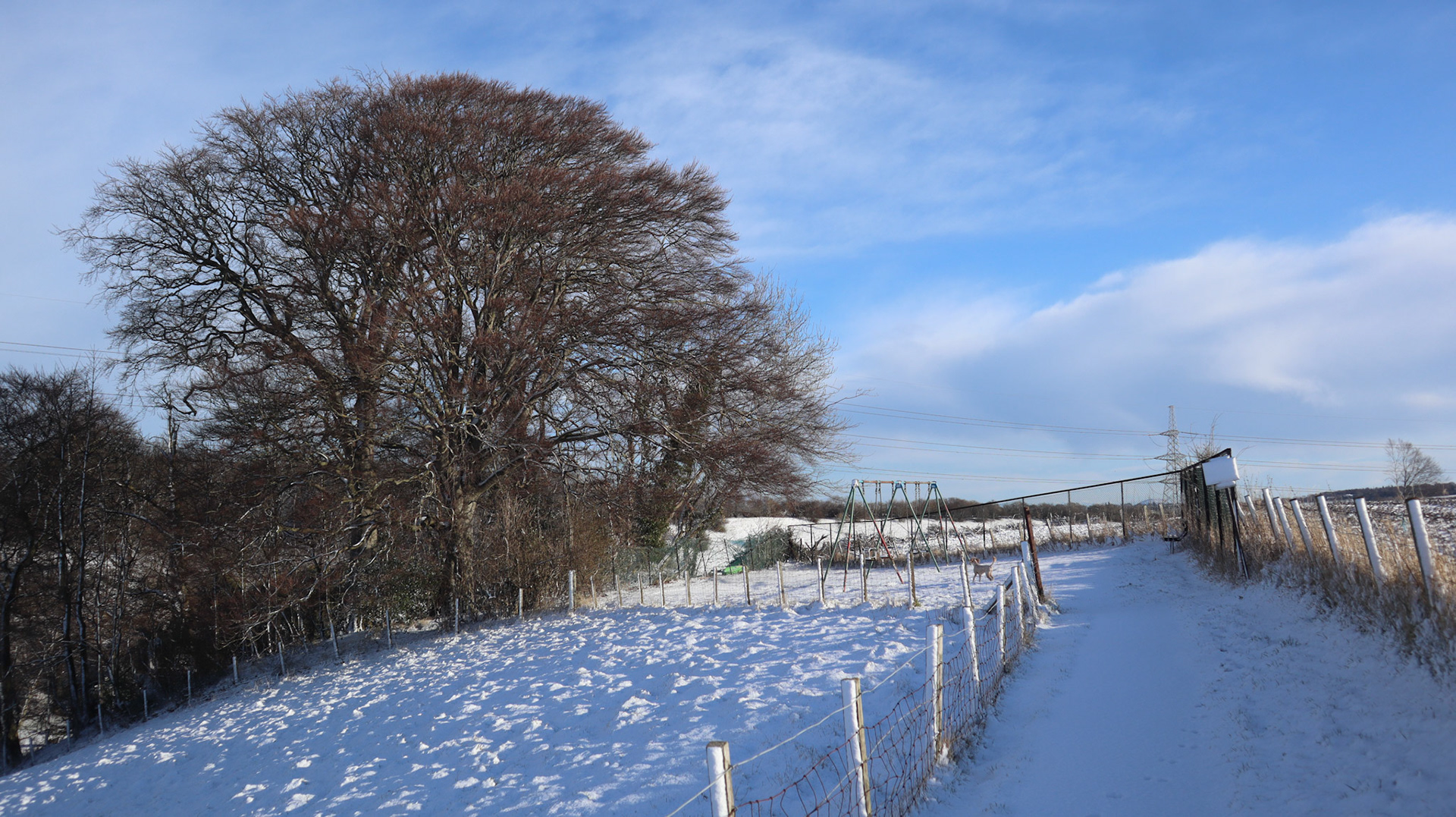2022-02-24 - Snowy Tree