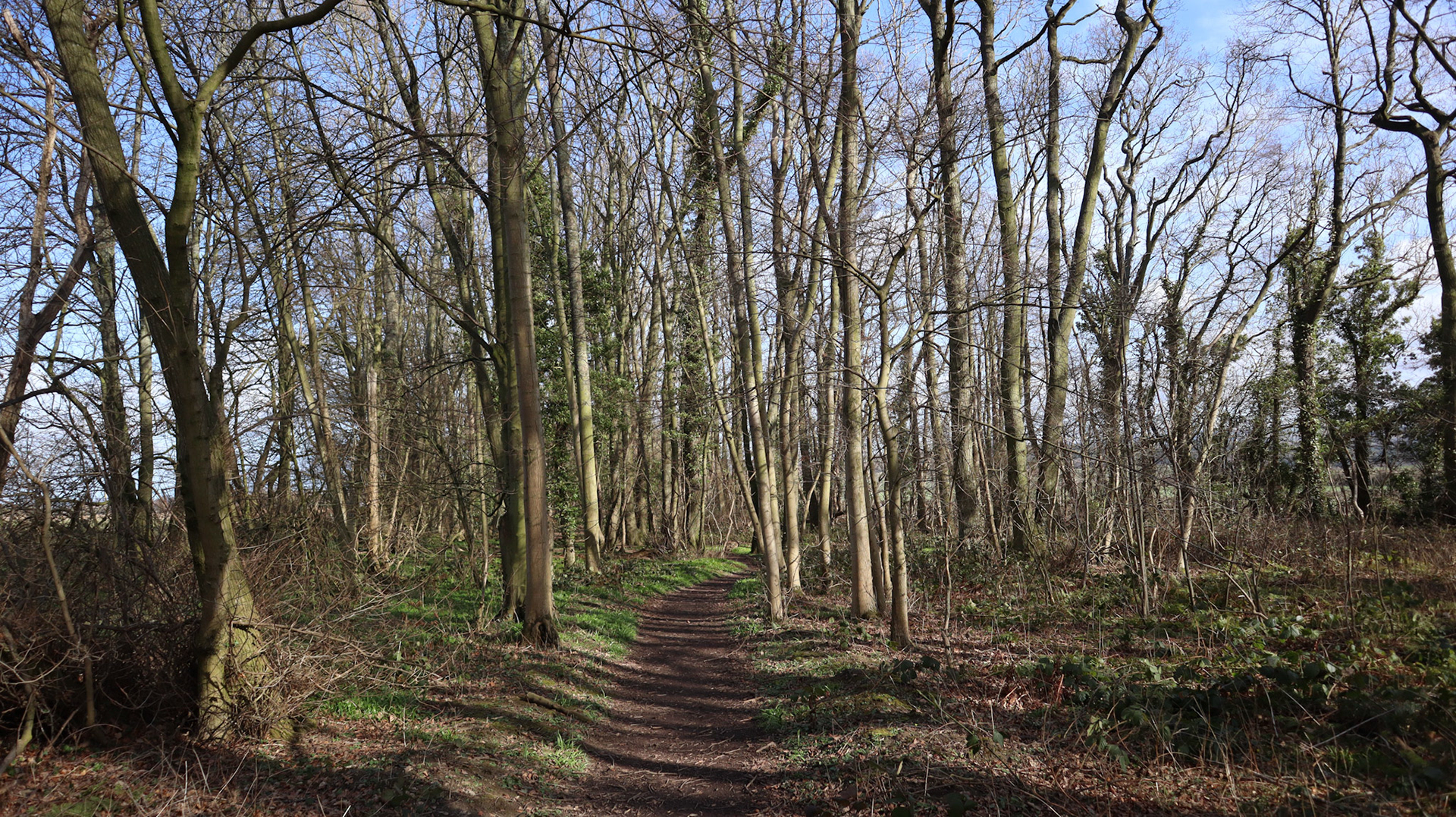 2022-03-17 - Sun in the woods