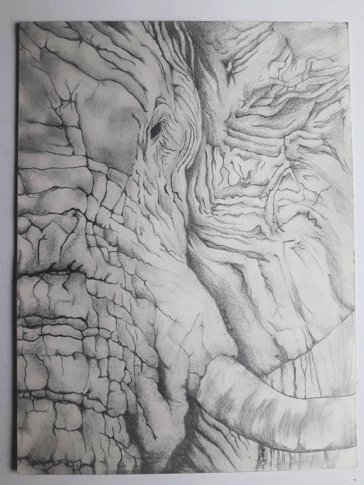 Elephant - pencil drawing