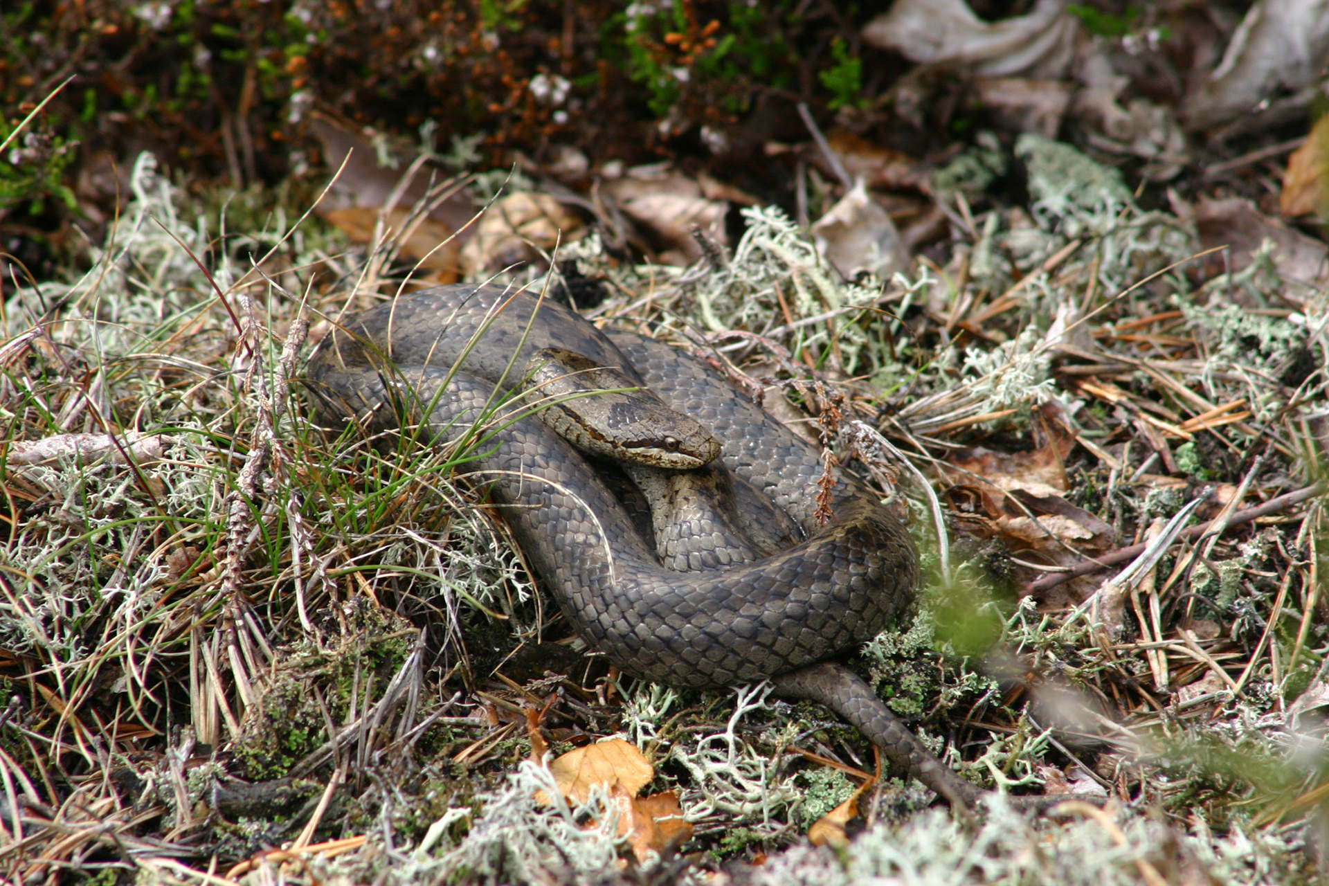 Hasselsnok