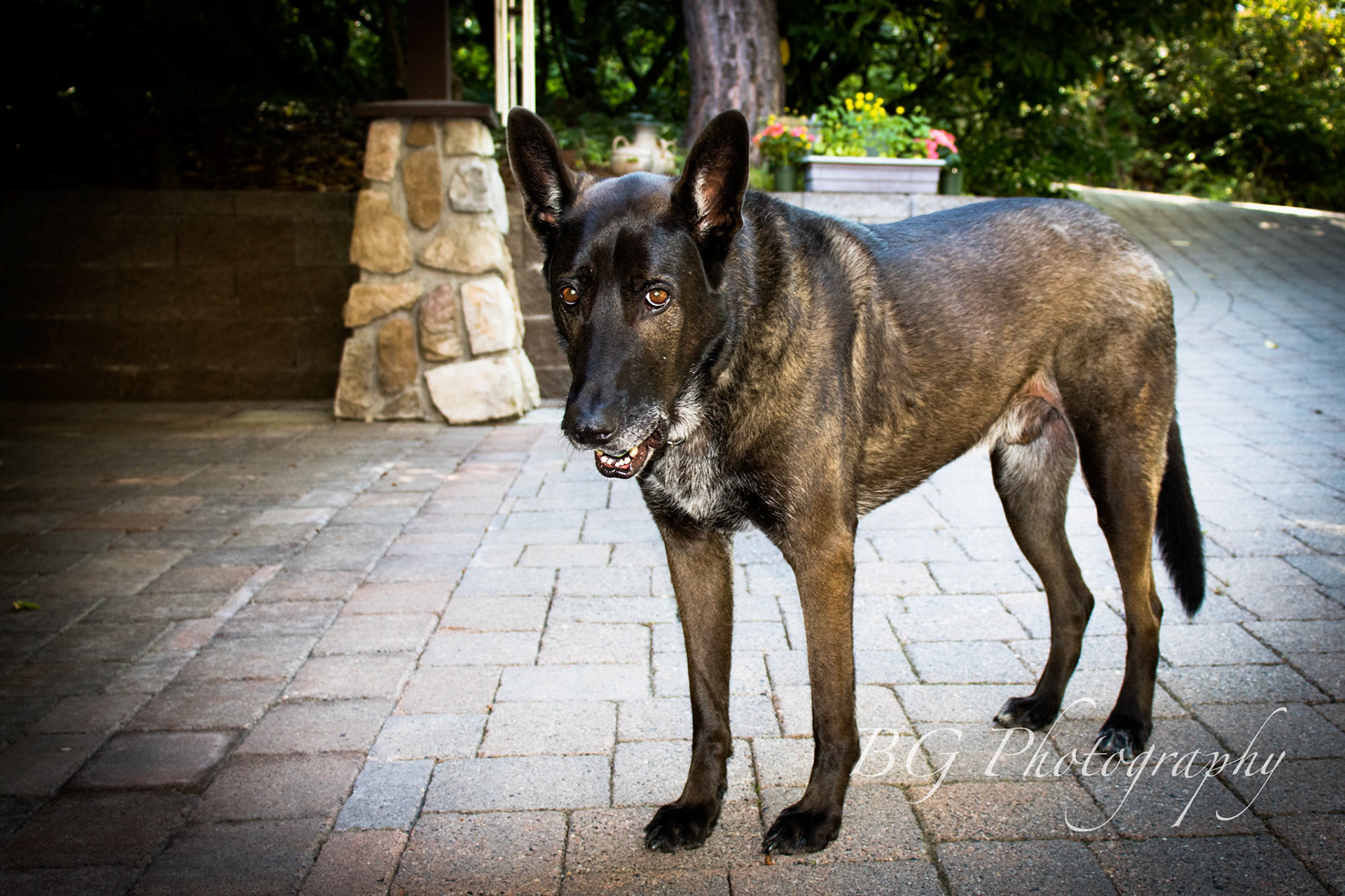©BG Photography