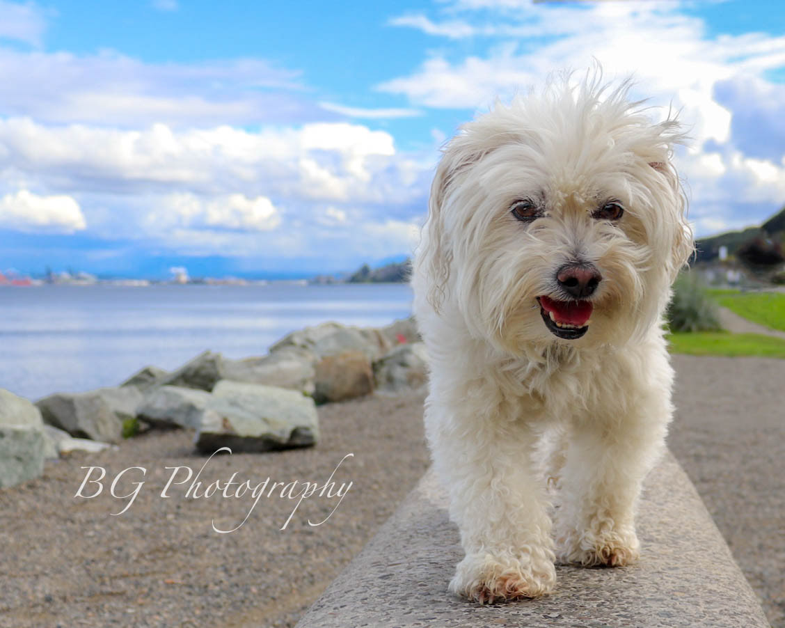 ©BG Photography