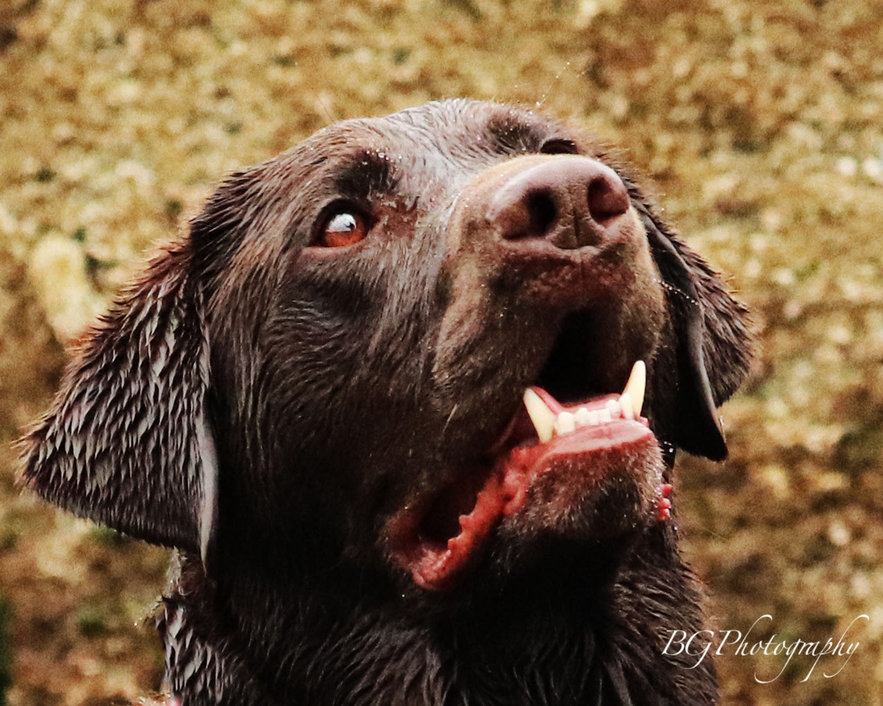 ©BG Photography