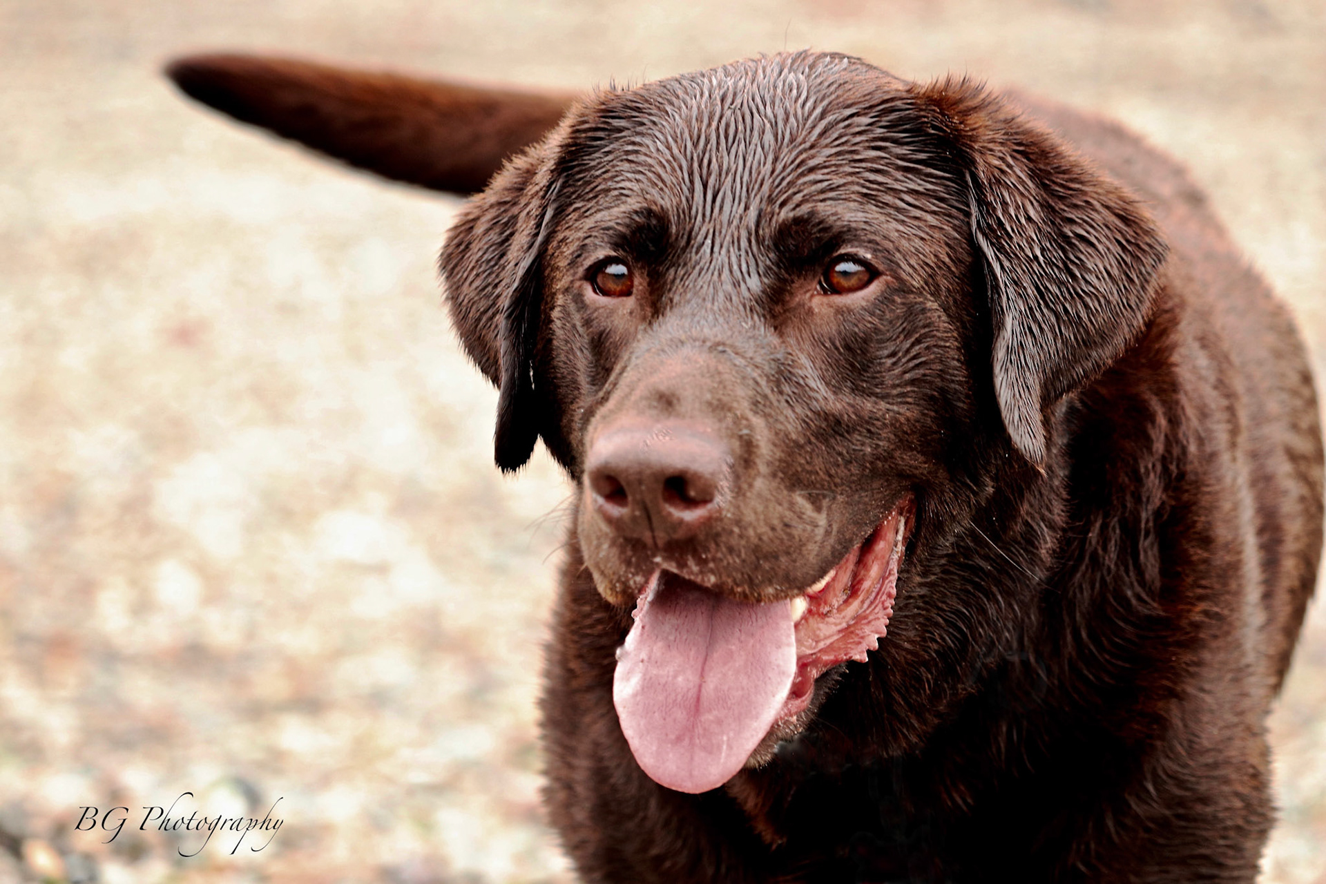 ©BG Photography