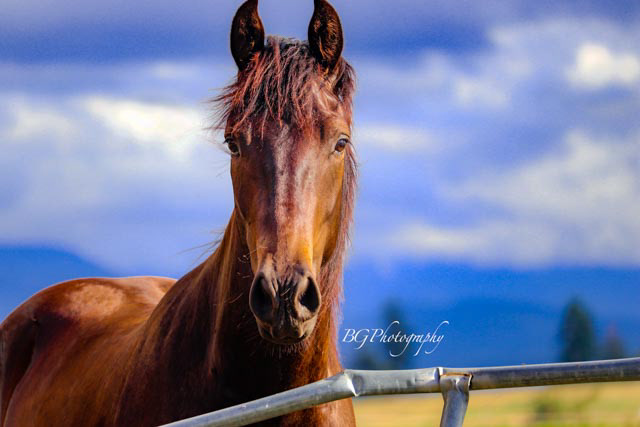 ©BG Photography