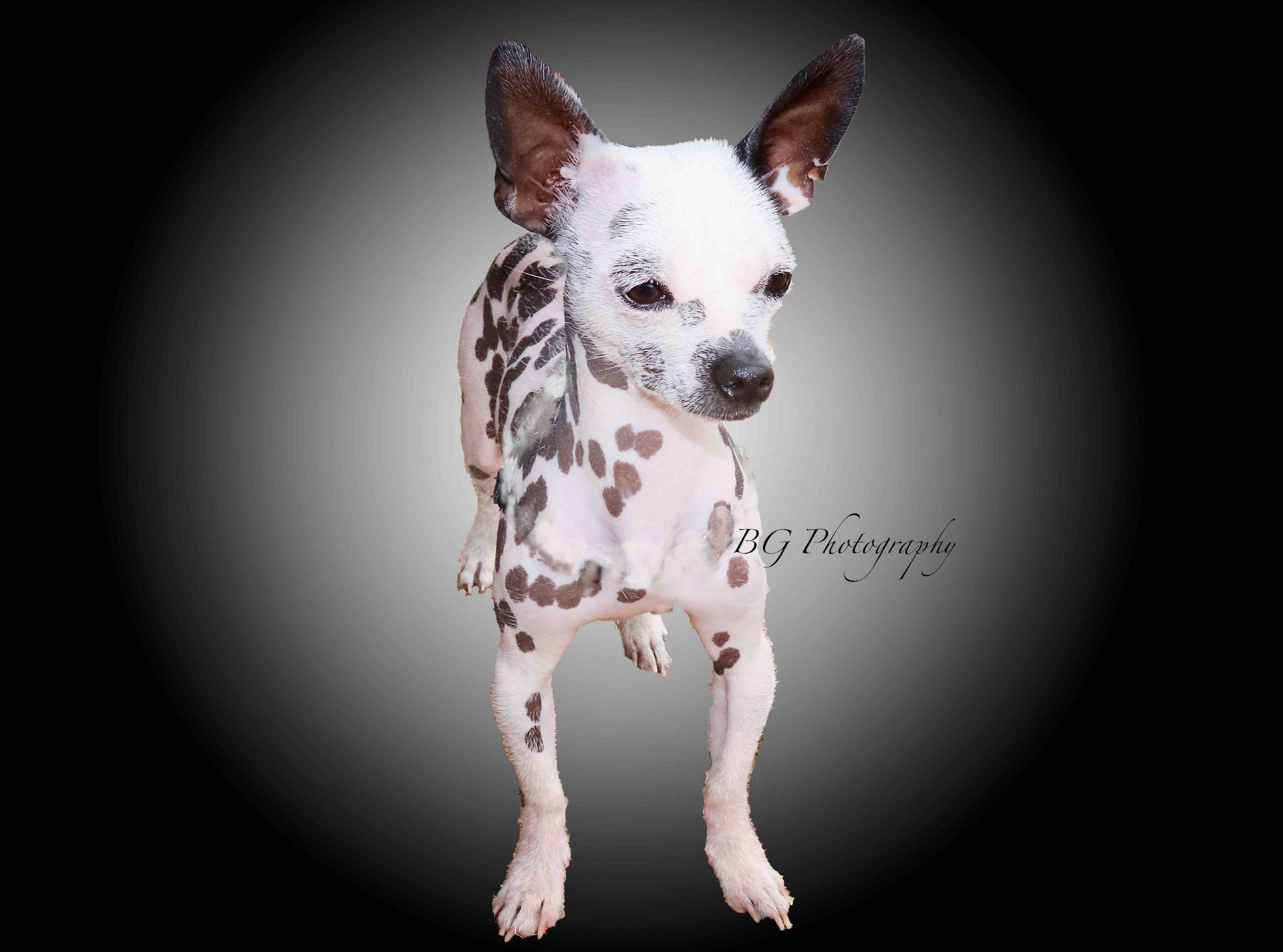 ©BG Photography