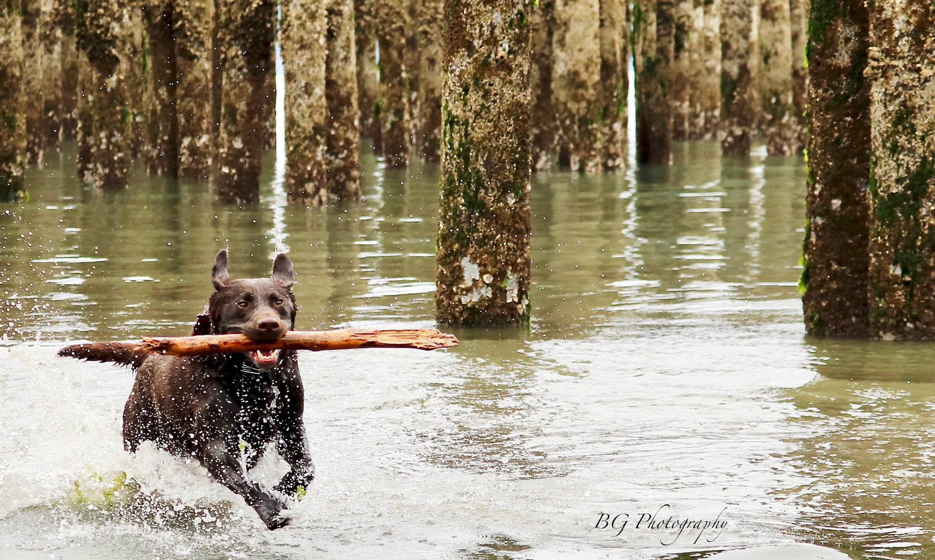 ©BG Photography
