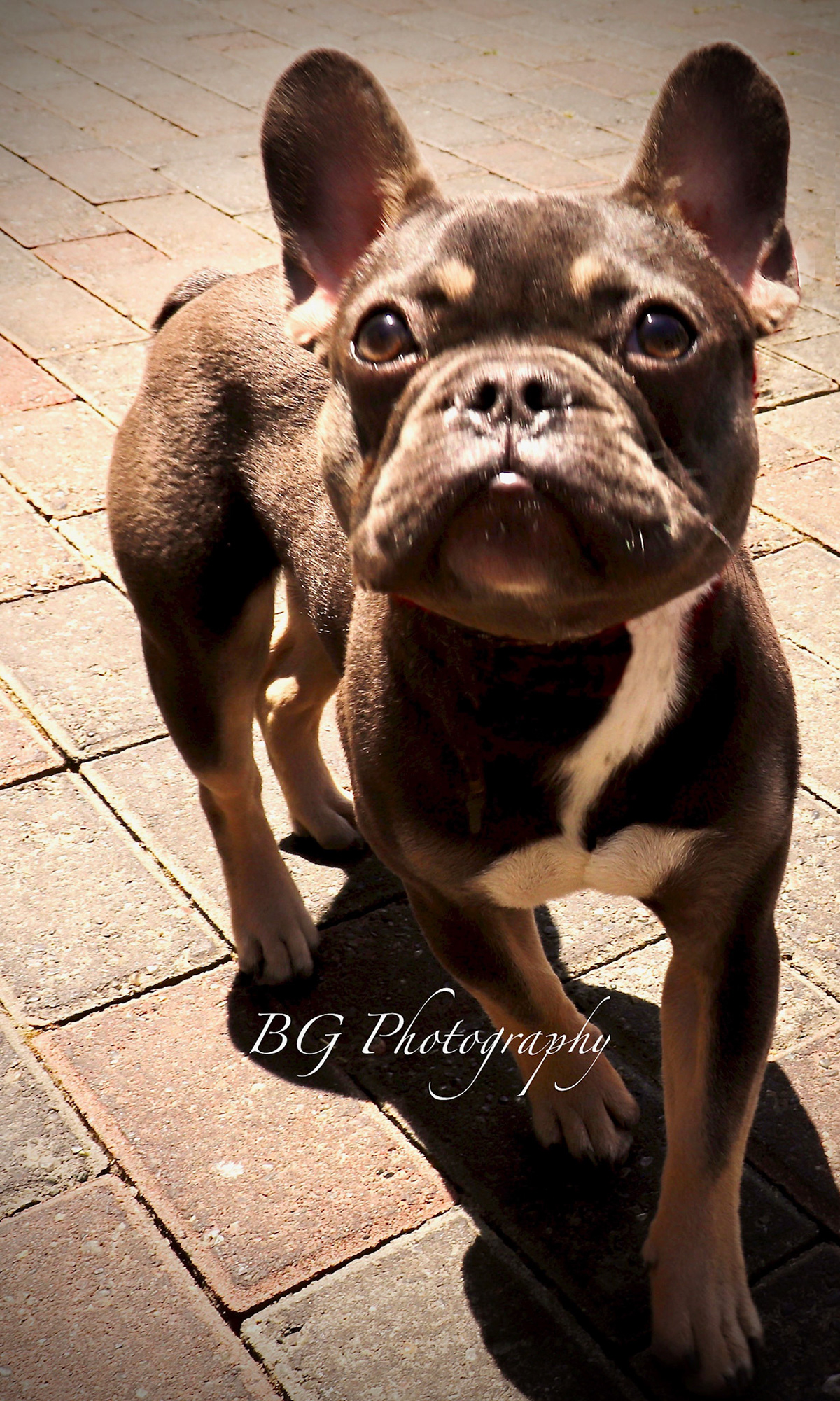 ©BG Photography