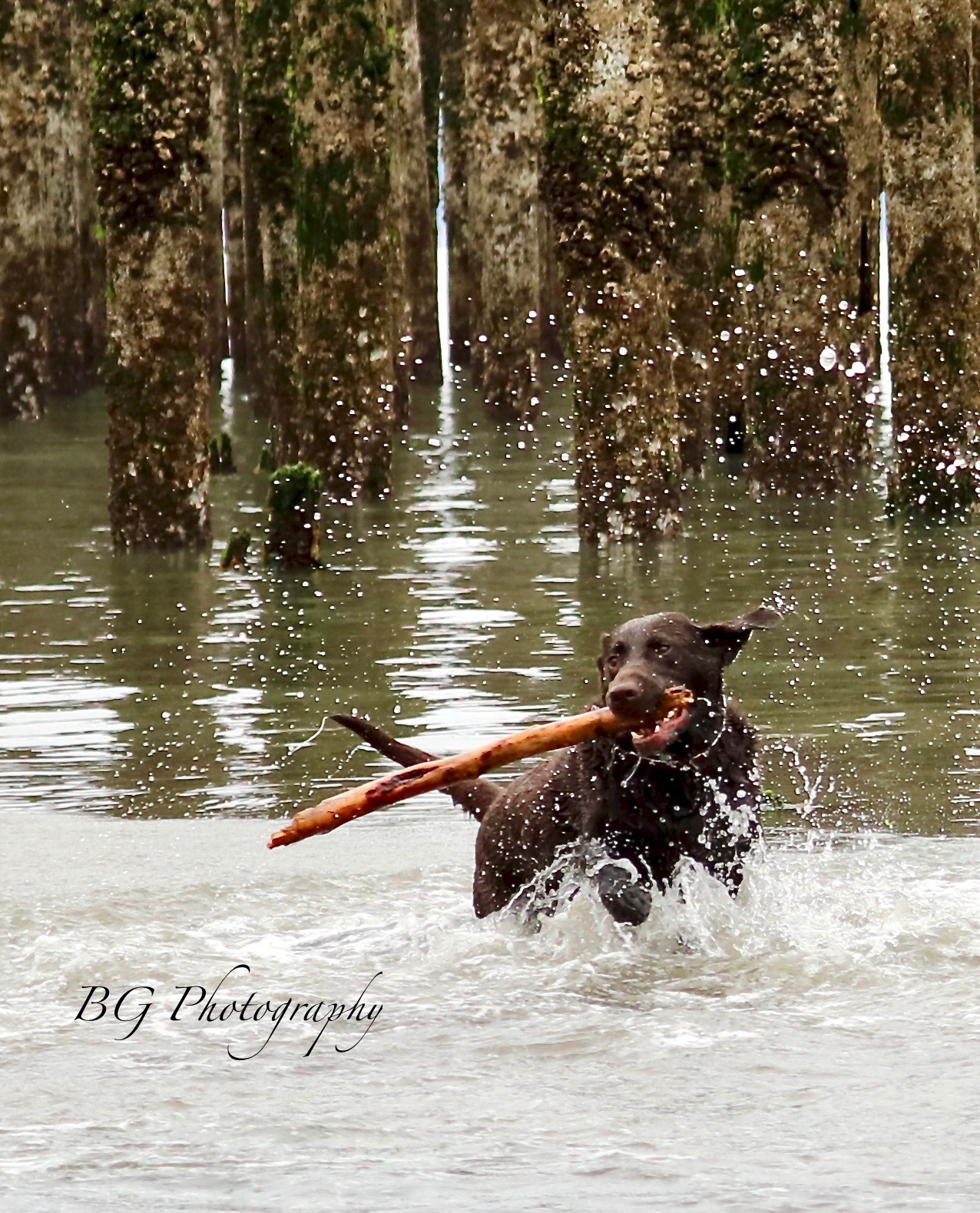 ©BG Photography