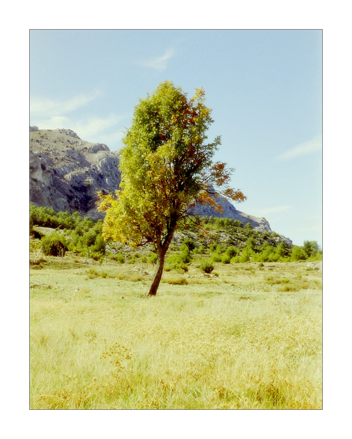 Negativos limpios que te dejan crear llevados por la imaginación.  Cámara Kodak Retina 1a fabricada sobre 1952