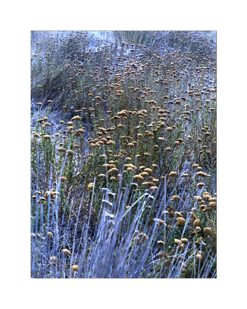 Cuando sólo importa la textura y el color se puede disfrutar de verdad.  Cámara Kodak Retina 1a fabricada sobre 1952