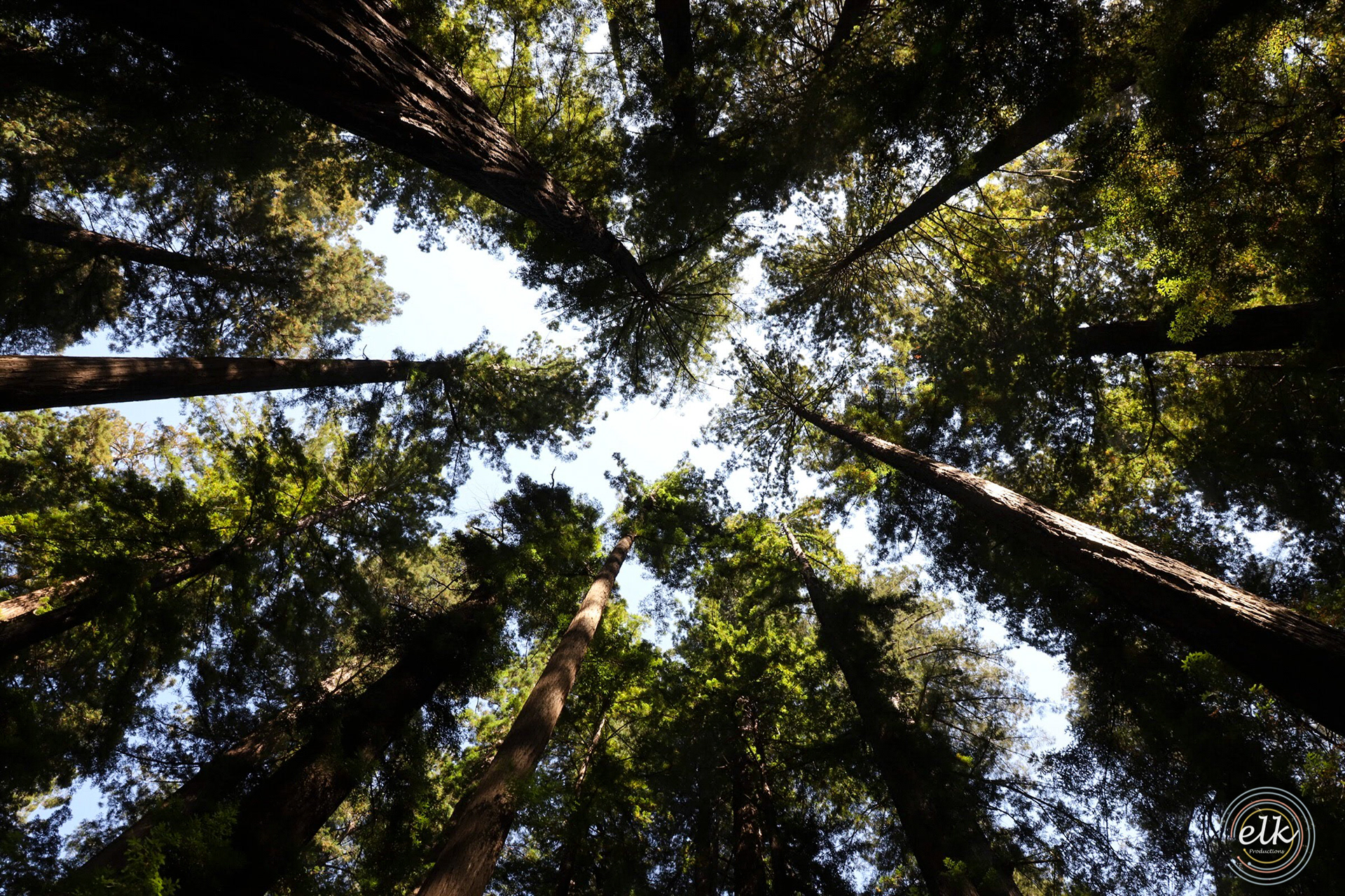 Impressive stature. Redwood NP, CA.