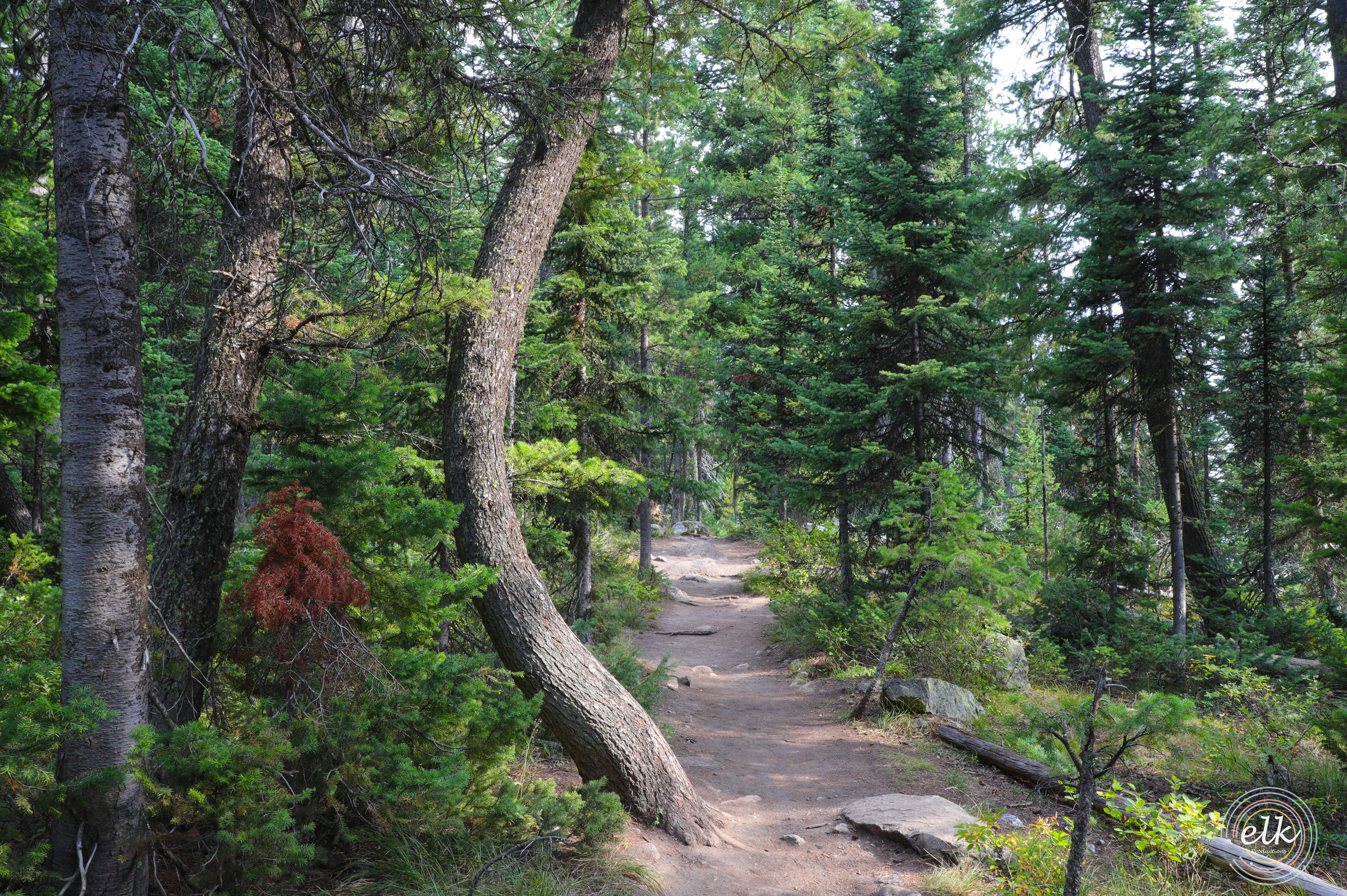 Consideration. Grand Teton NP, WY.