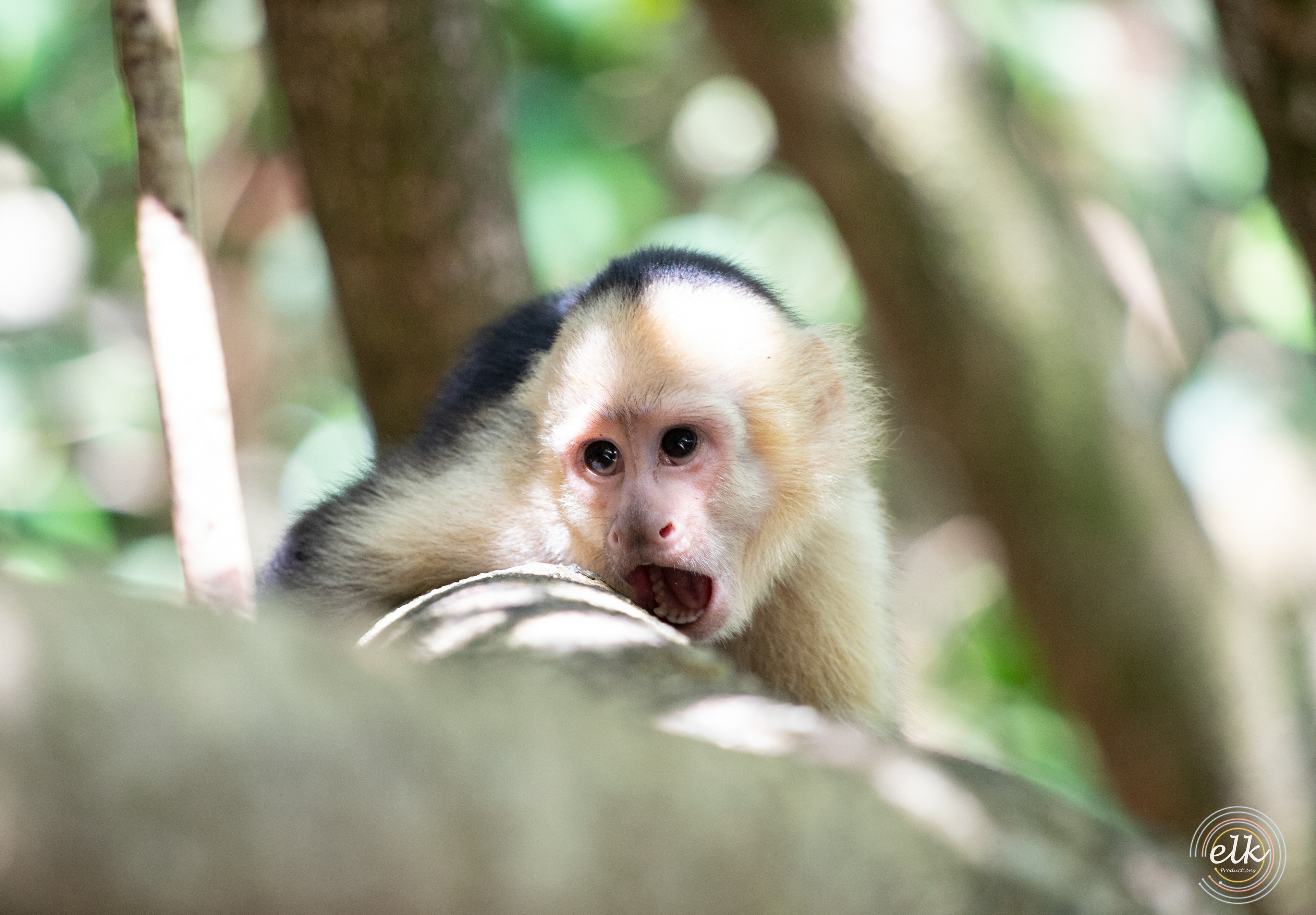 Capuchin monkey 3. Costa Rica.