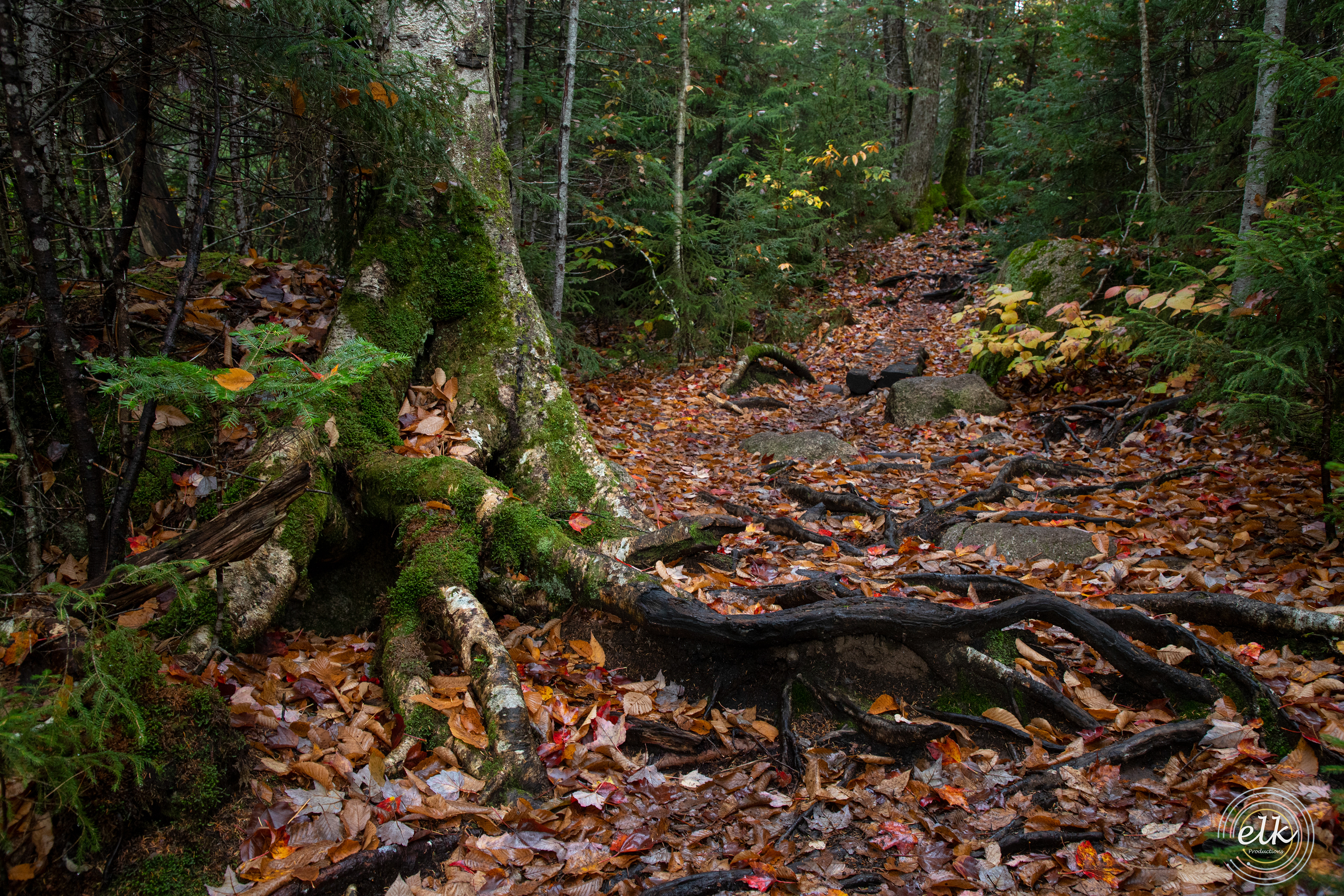 Trail colors 1. White Mountains, NH.