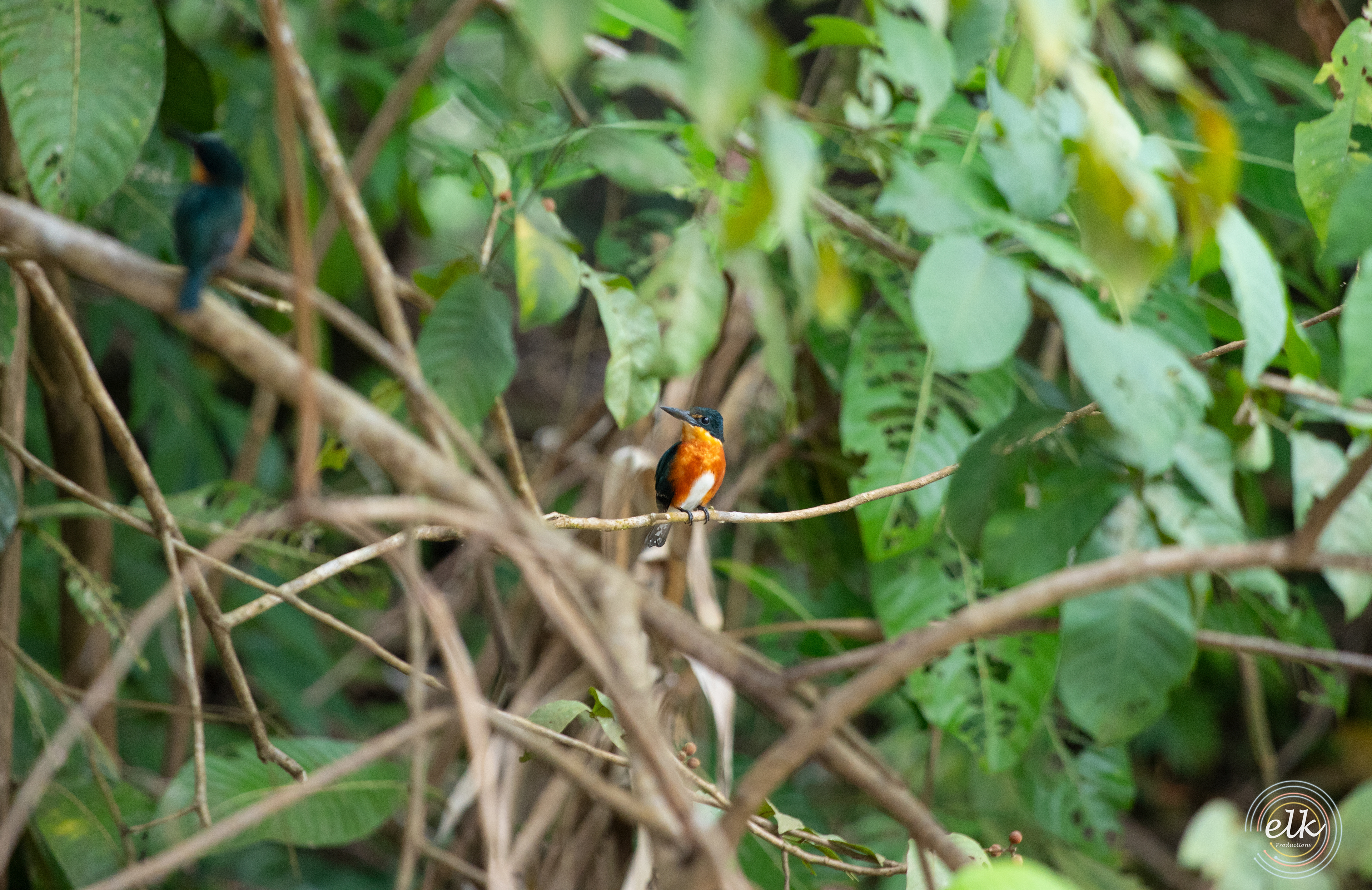 Orange-bellied bird. Costa Rica.