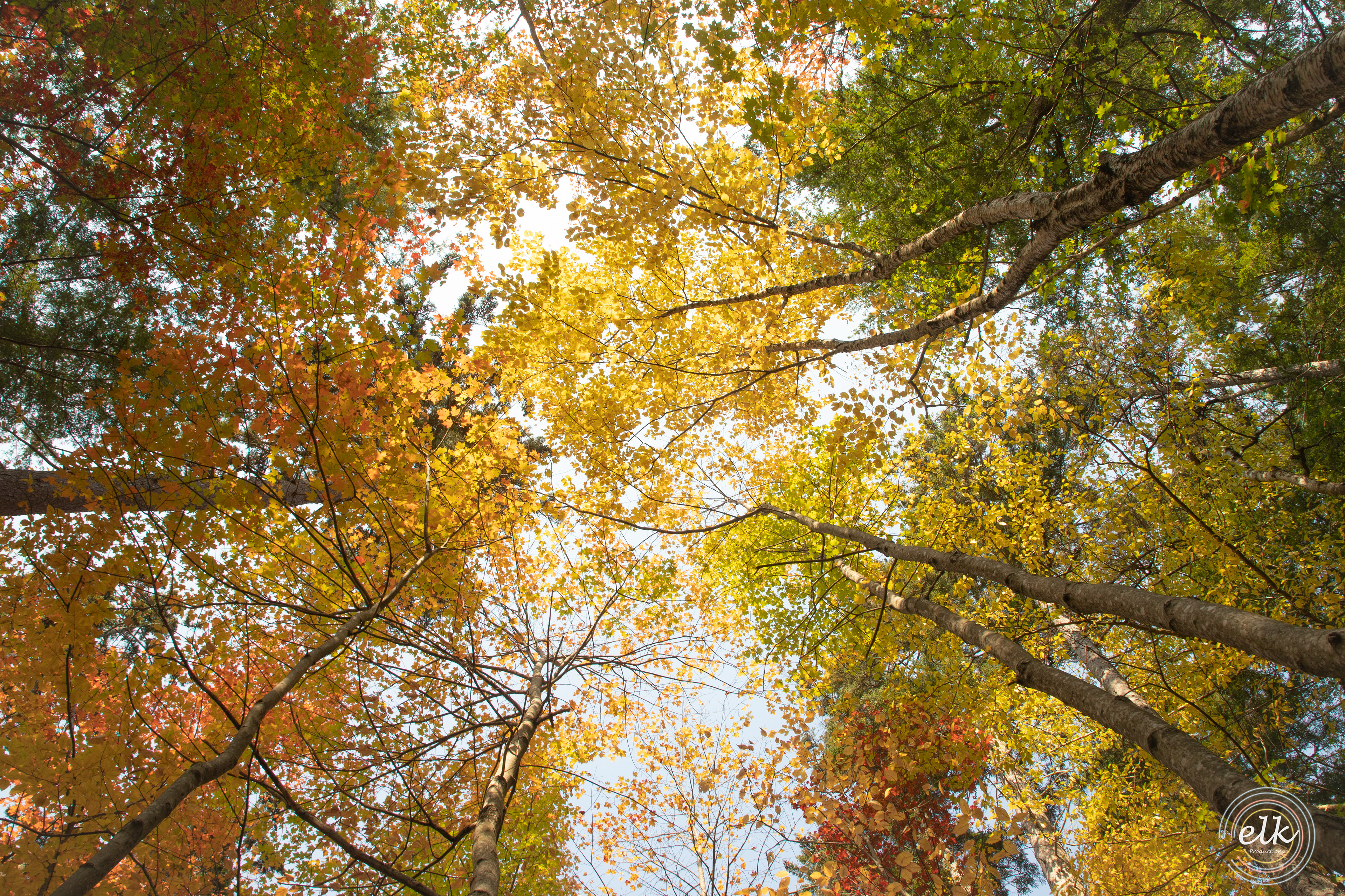 Fall colors 4. White Mountains, NH.