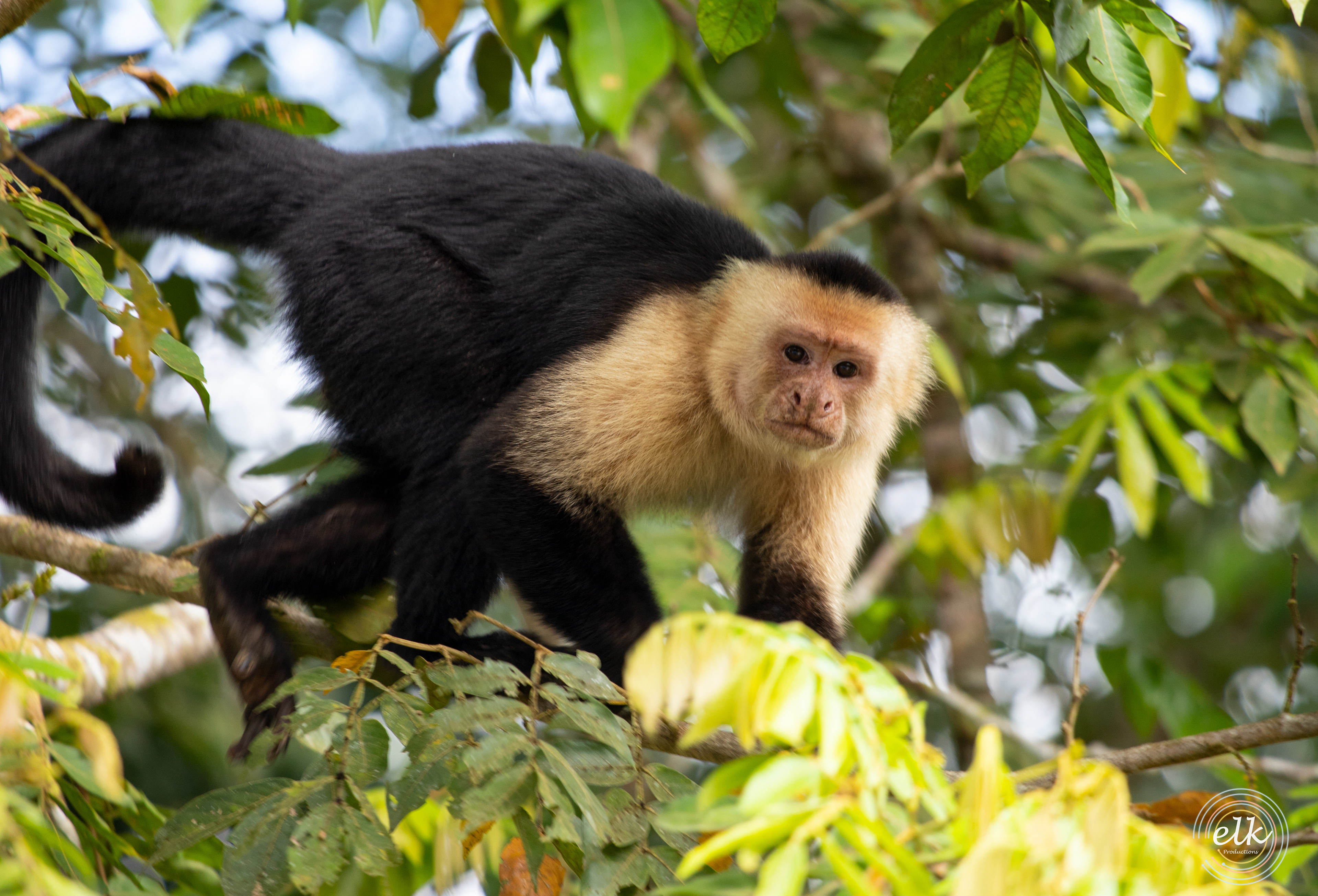 Capuchin monkey 4. Costa Rica.