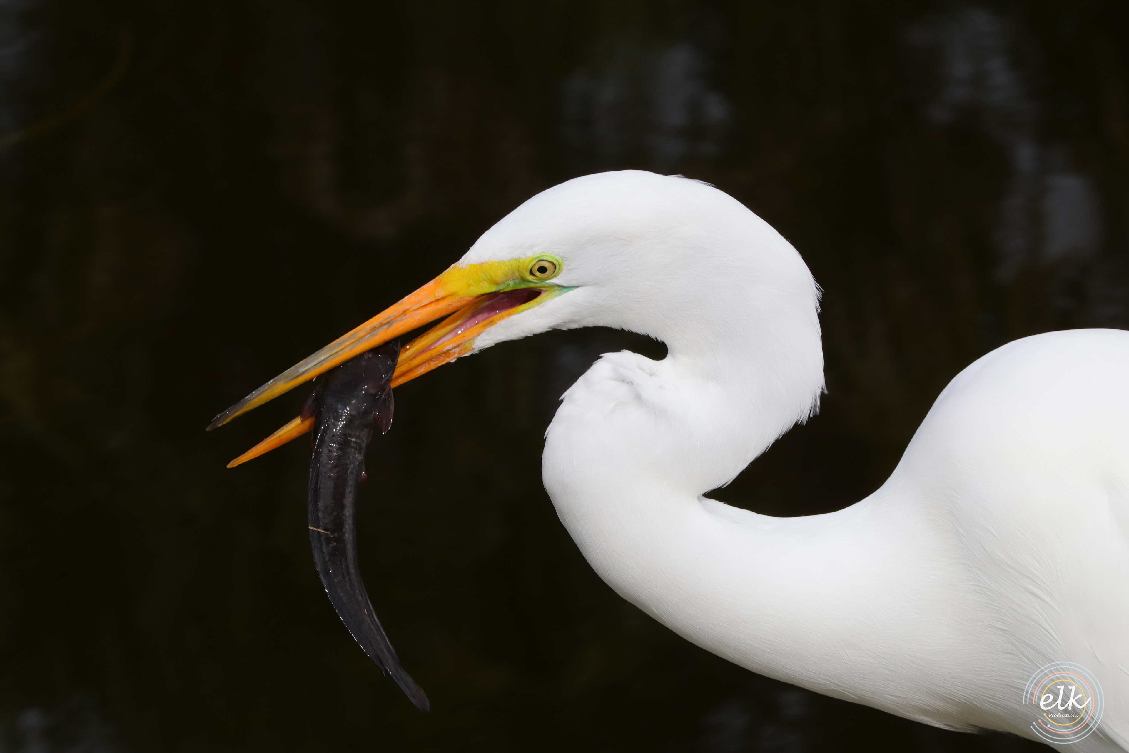 Snowy egret. Florida.
