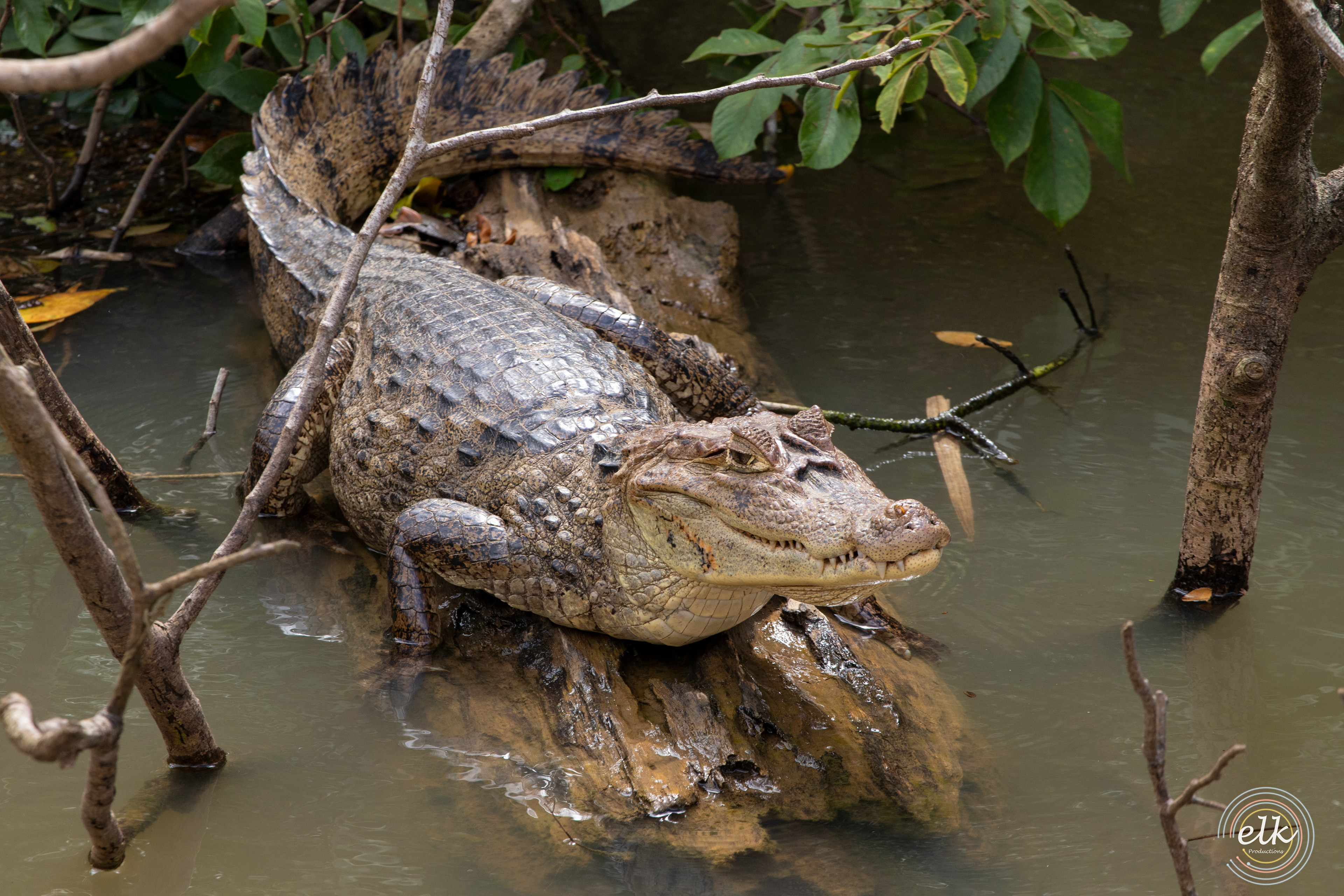 Cayman. Costa Rica.
