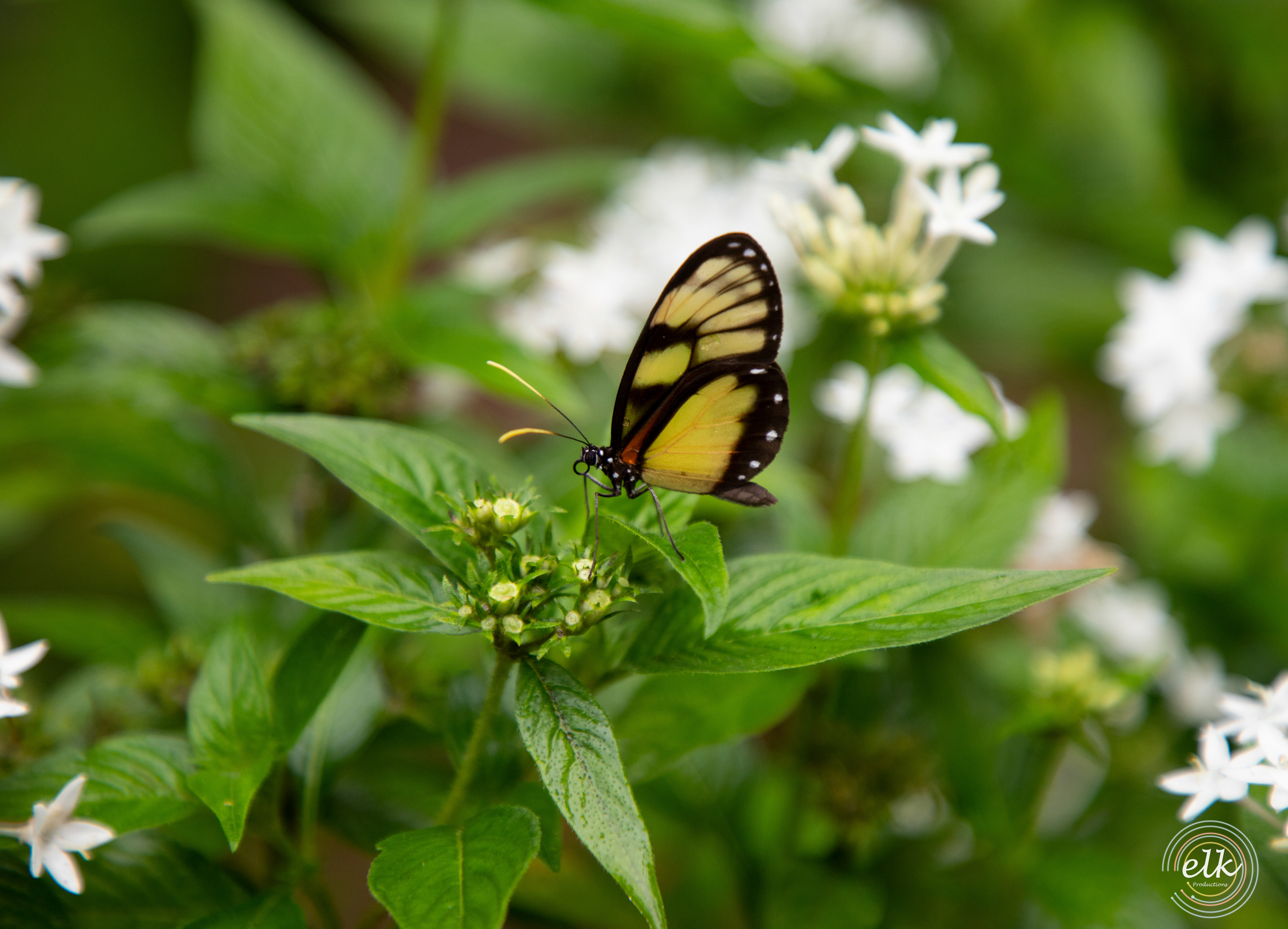 Butterfly. Costa Rica.