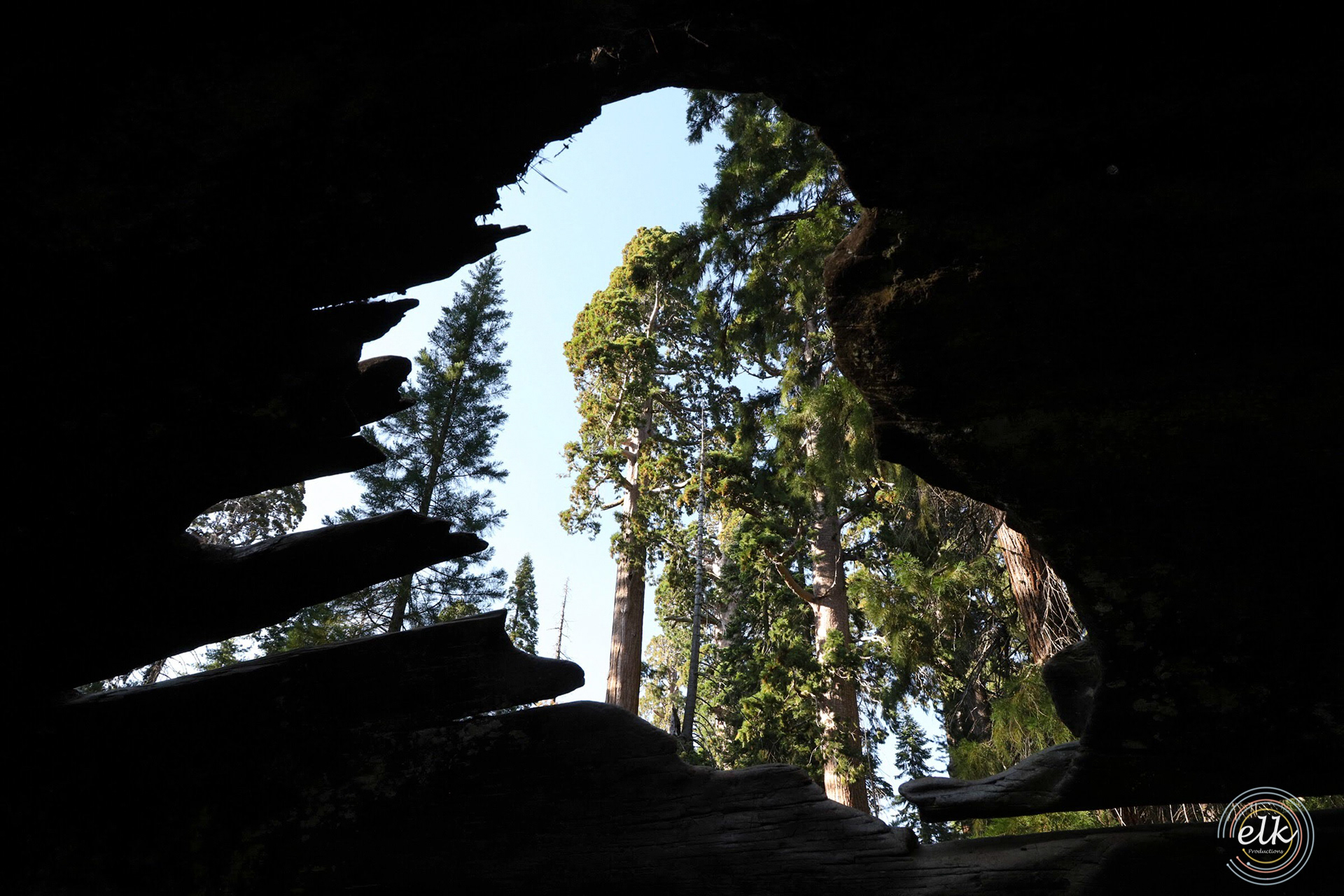 Old and new growth. Sequoia NP, CA.