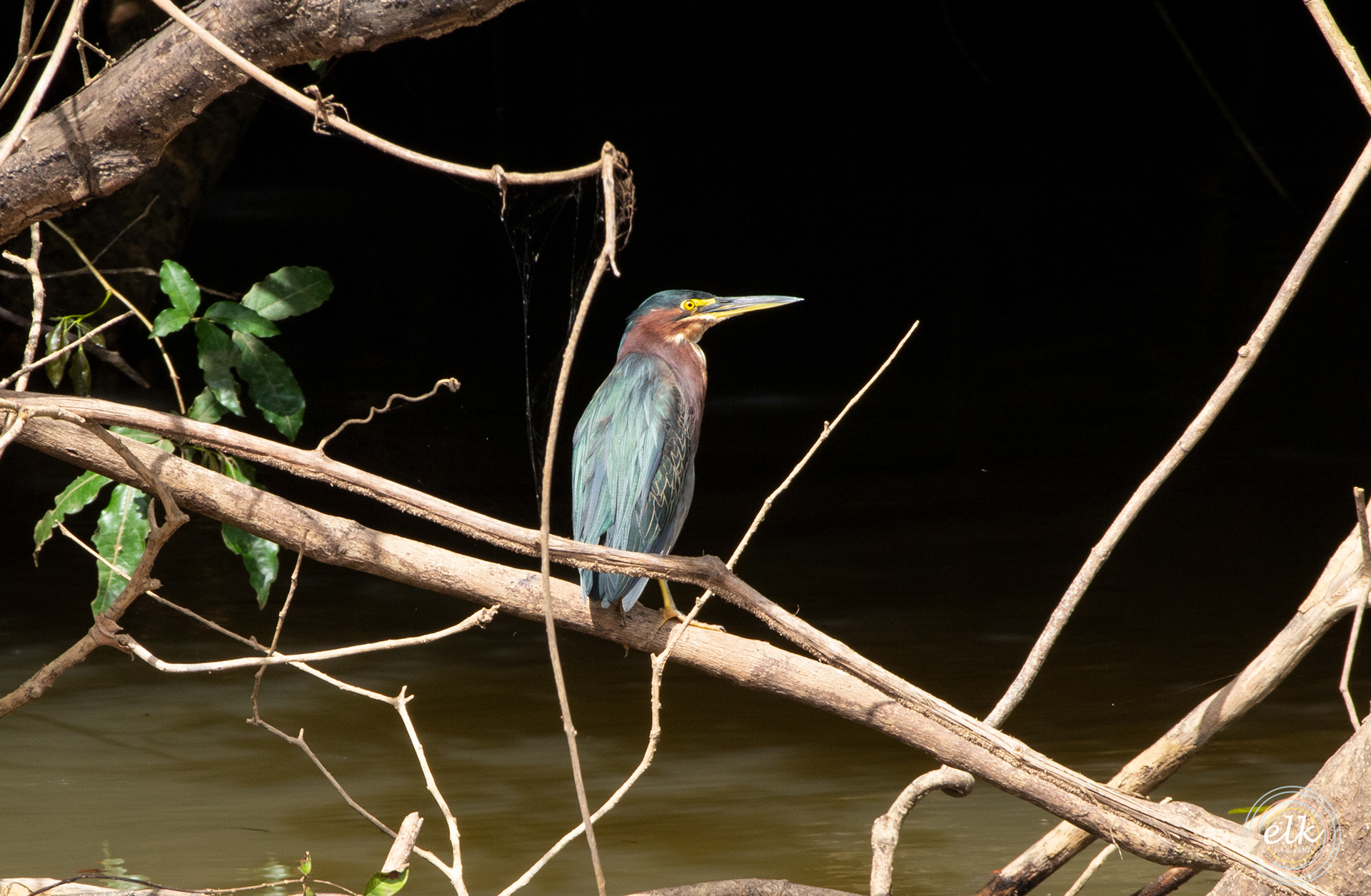 Little green heron. Costa Rica.