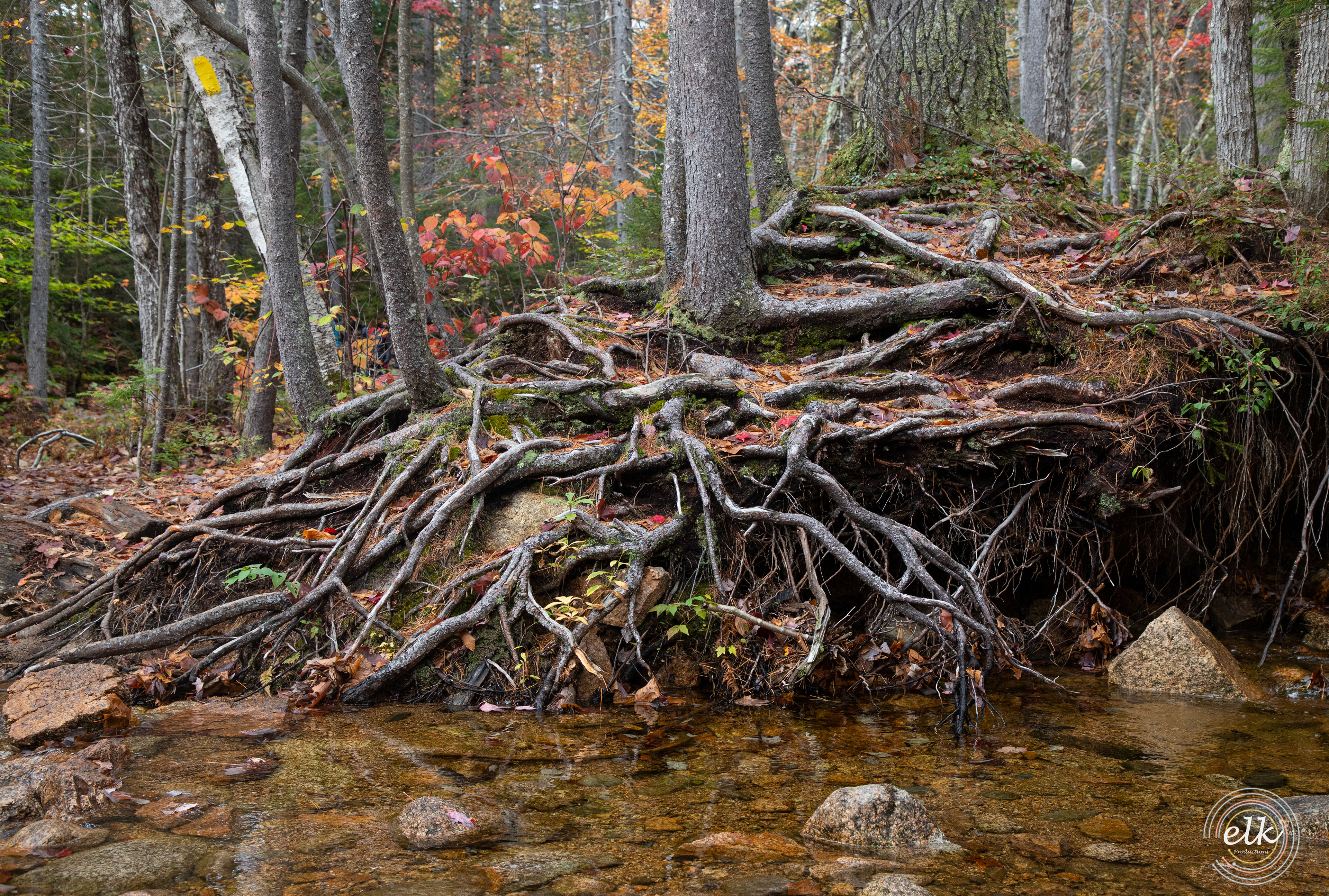 Trail texture 1. White Mountains, NH.