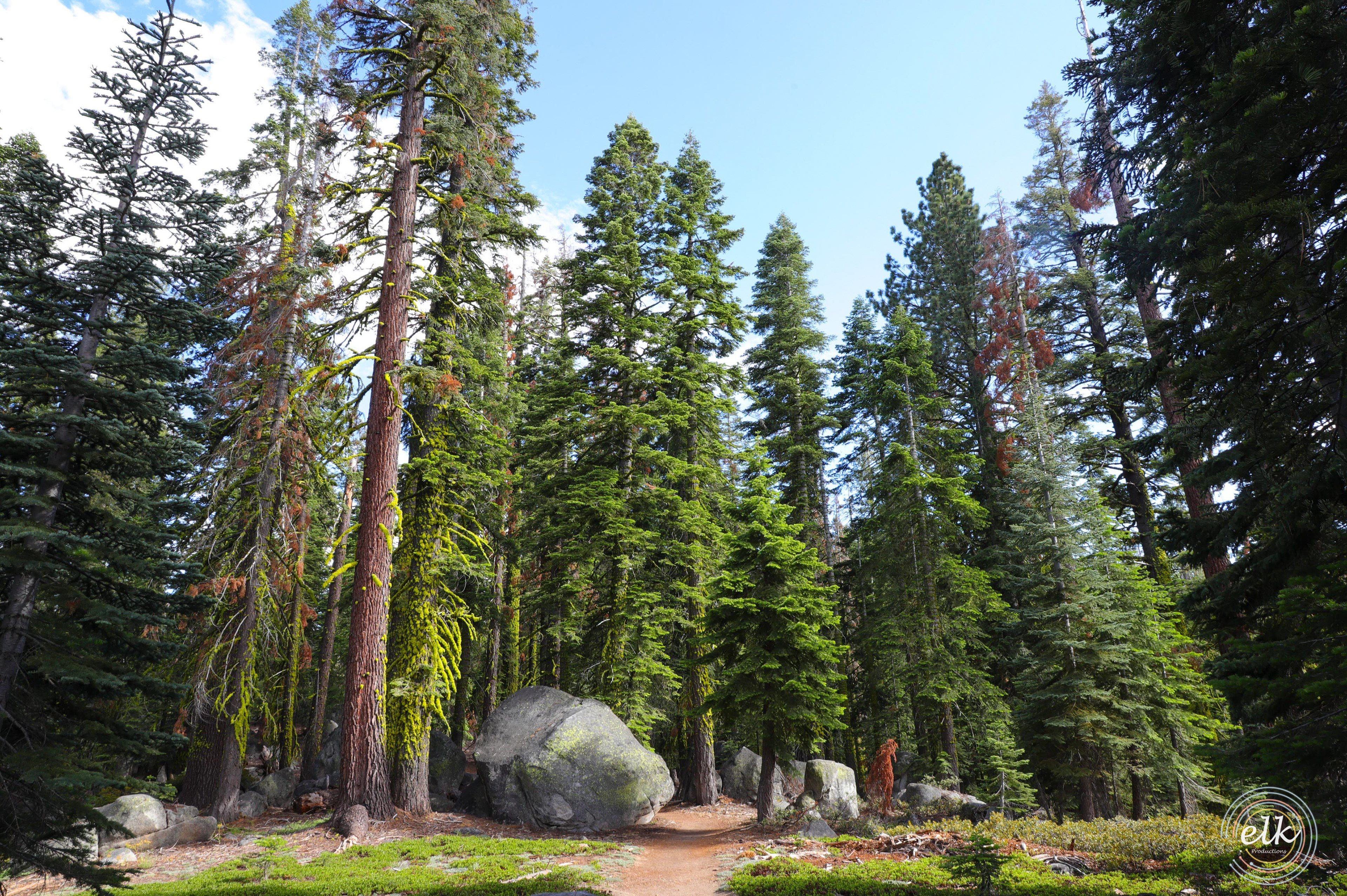 Fairy tail forest. Yosemite NP, CA.