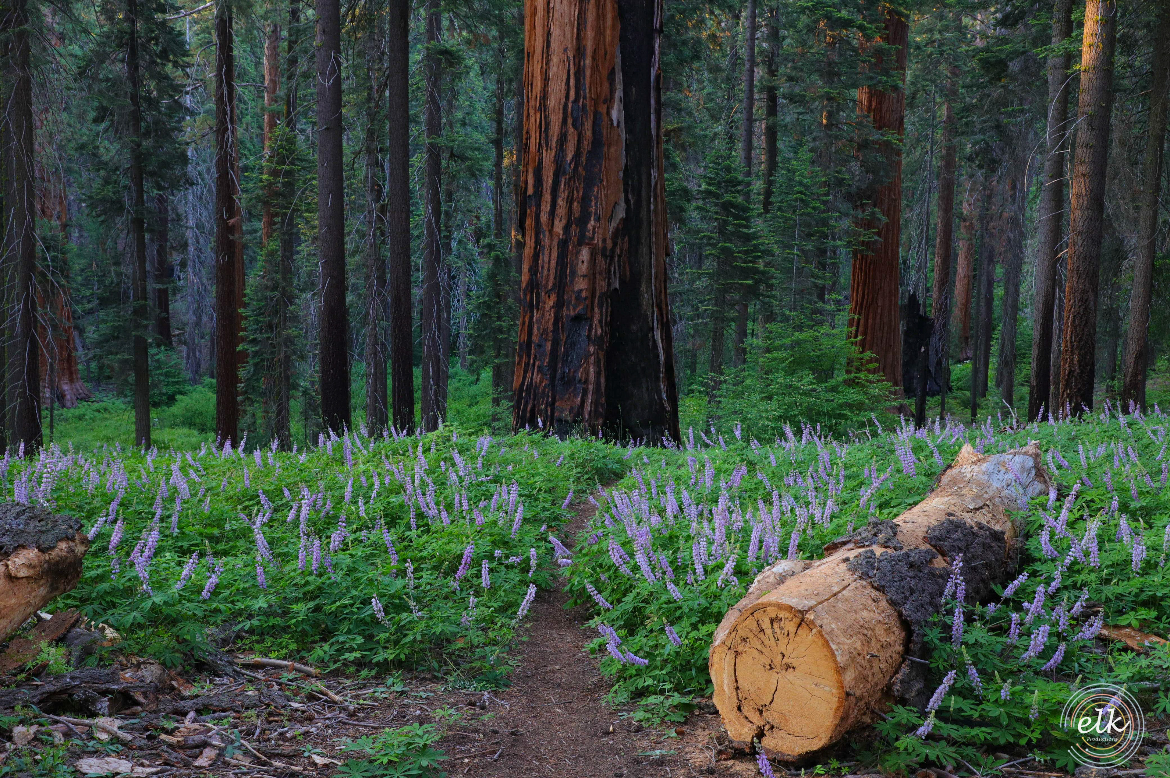 Vibrant forest. Sequoia NP, CA.