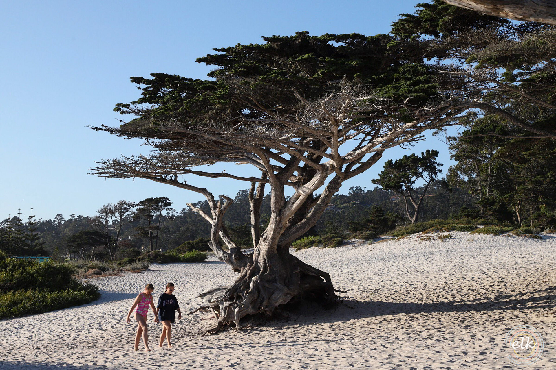 Cypress tree on the beach. Carmel, CA.