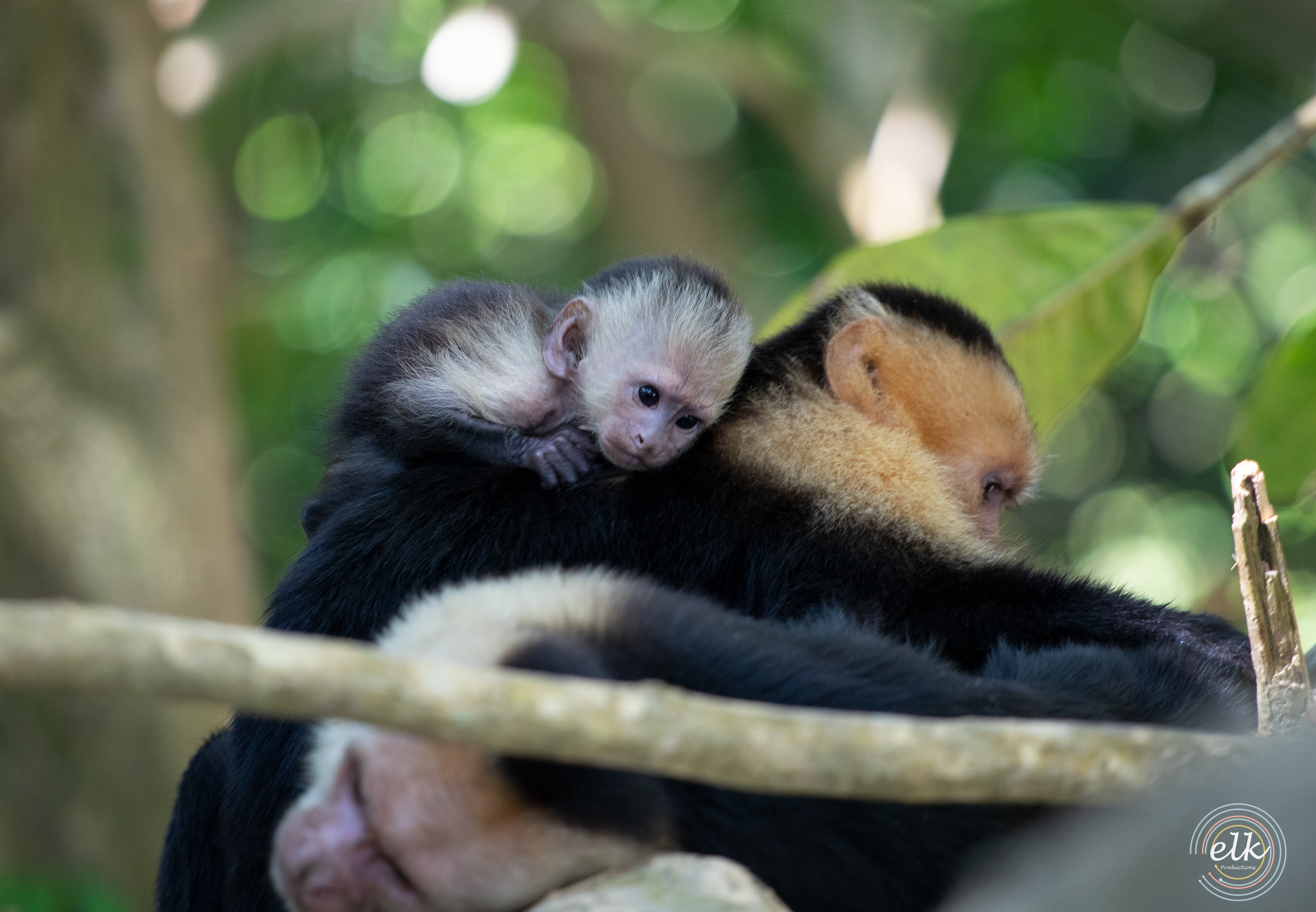 Capuchin monkey baby. Costa Rica.