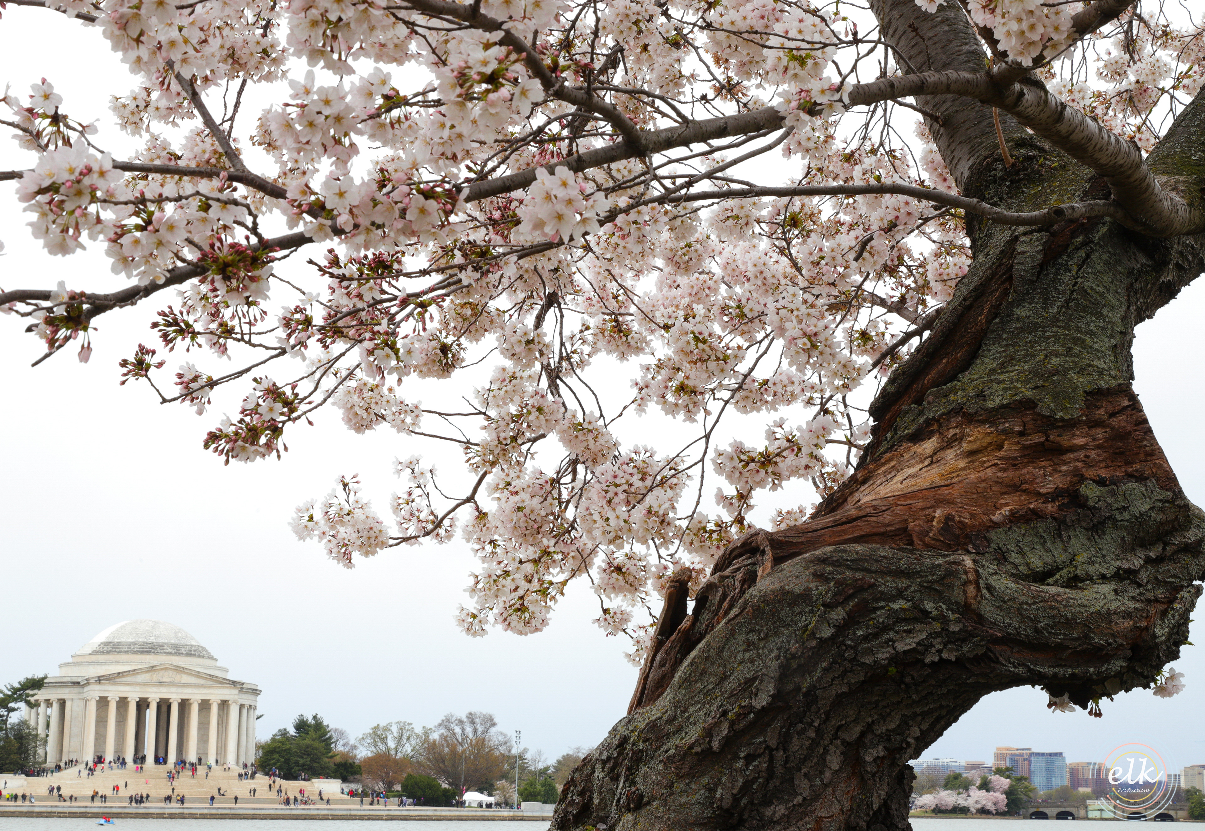 Cherry blossoms and TJ. Washington, D.C.