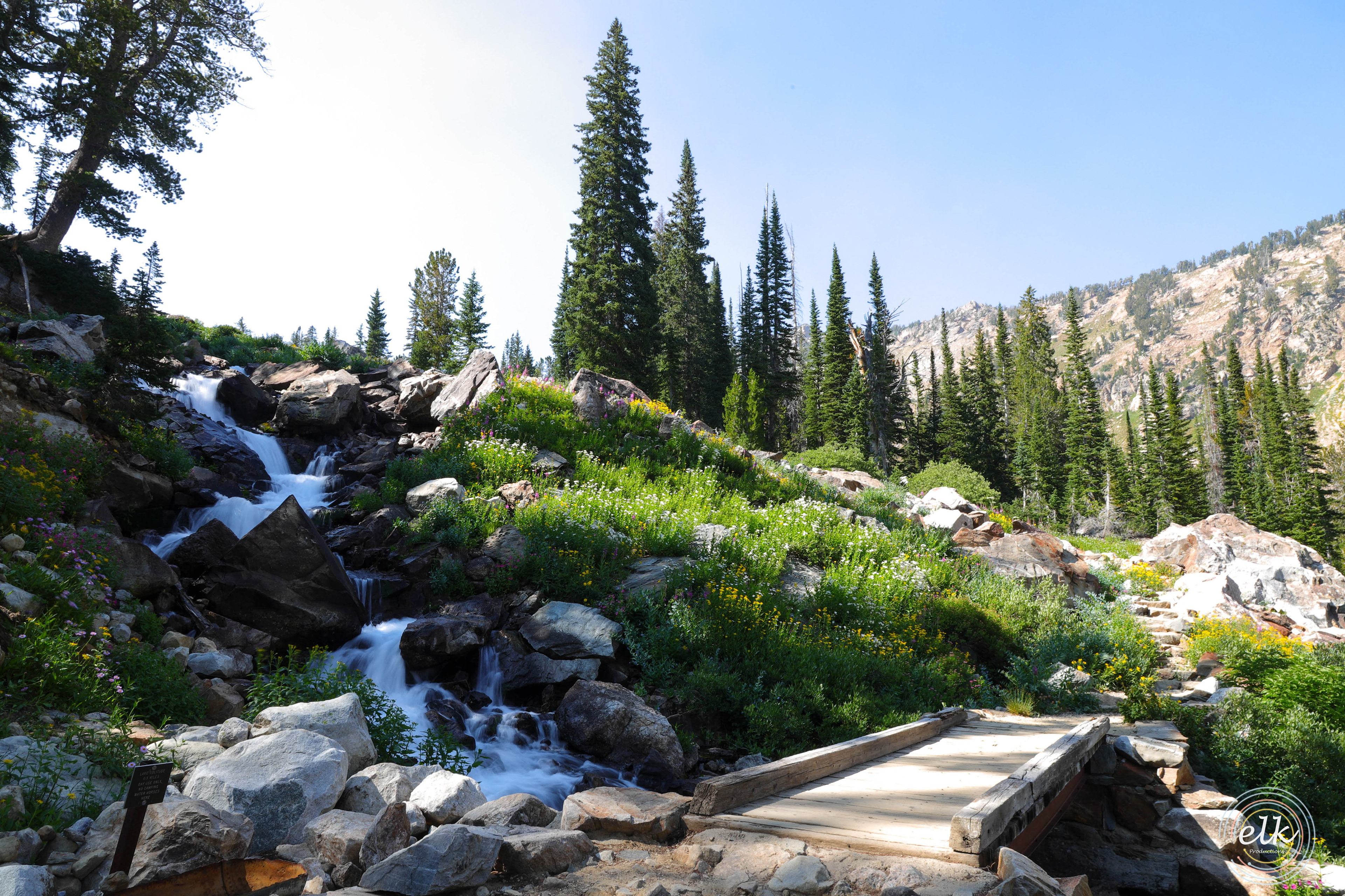 Rivers and wildflowers. Grand Teton NP, WY.