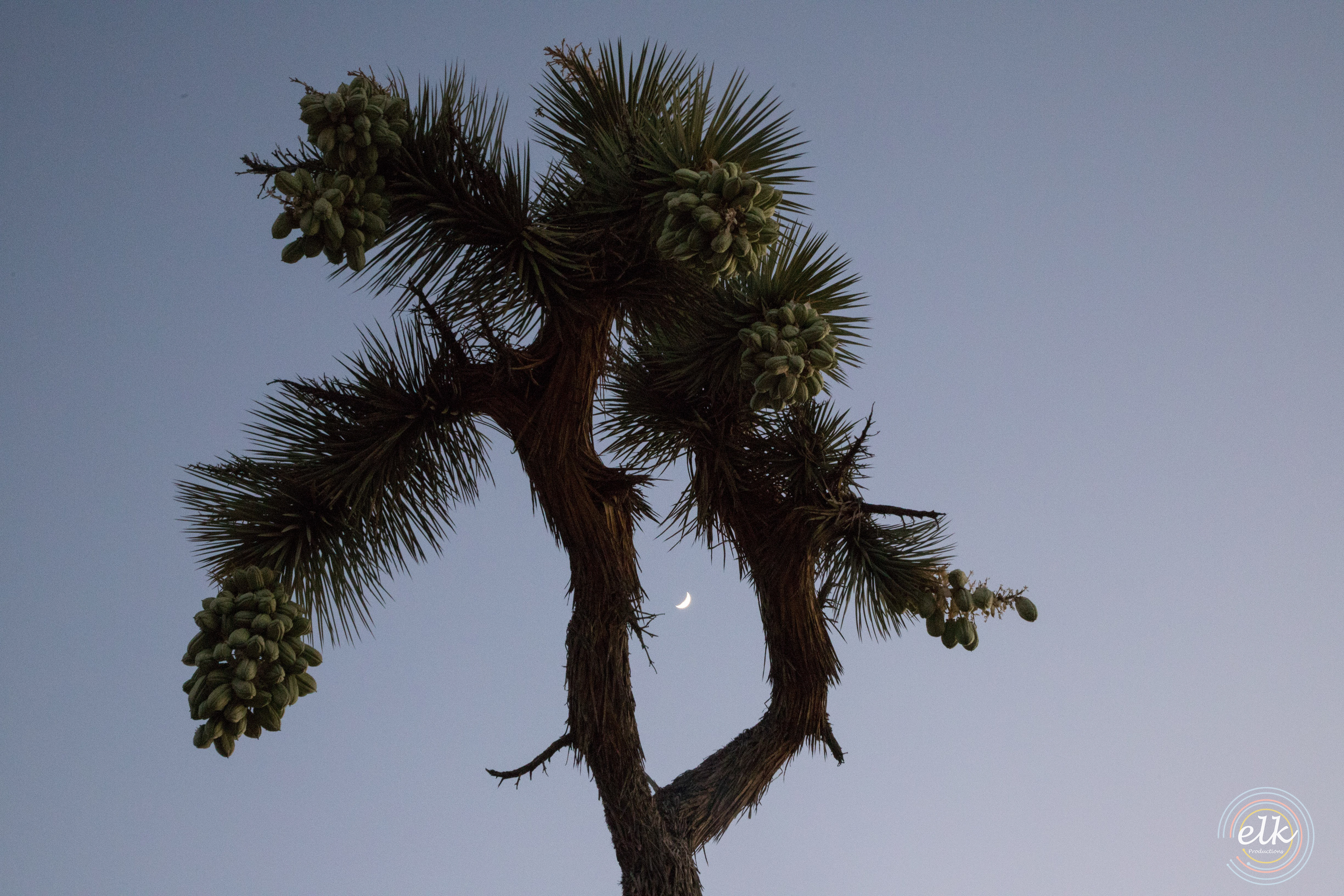 A crescent moon in JTree. Joshua Tree NP, CA.