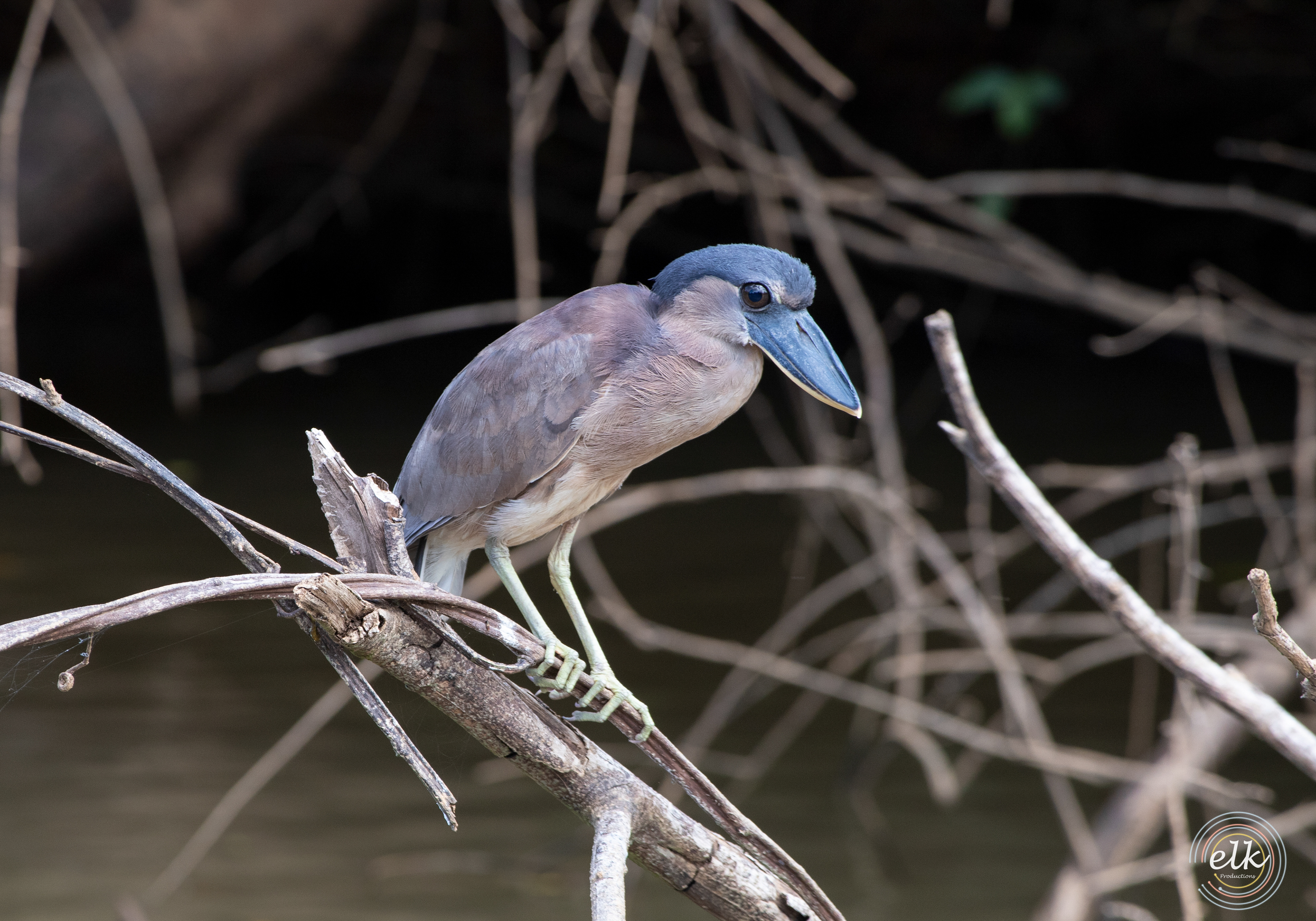 Boat billed heron. Costa Rica.