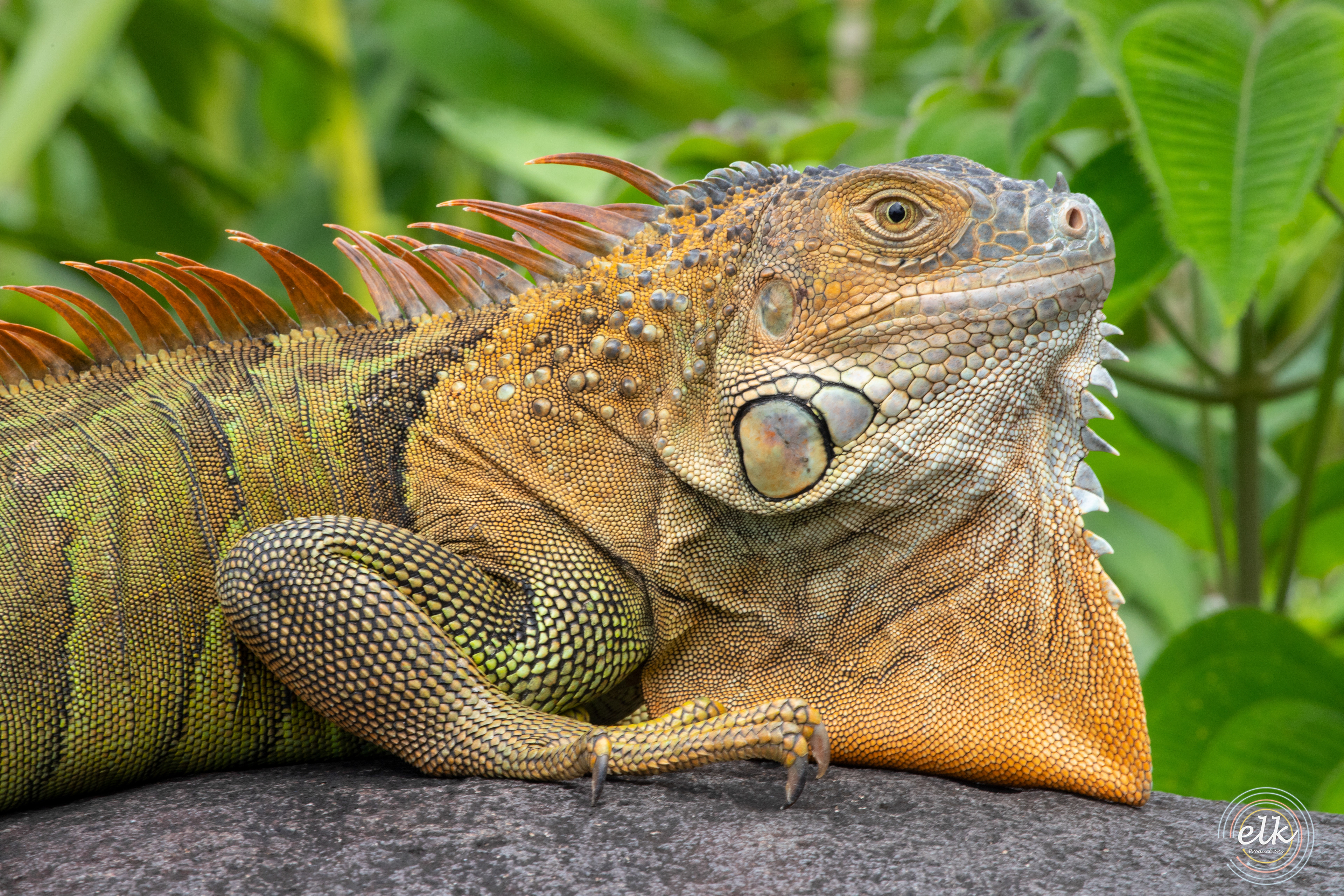 Iguana 1. Costa Rica.