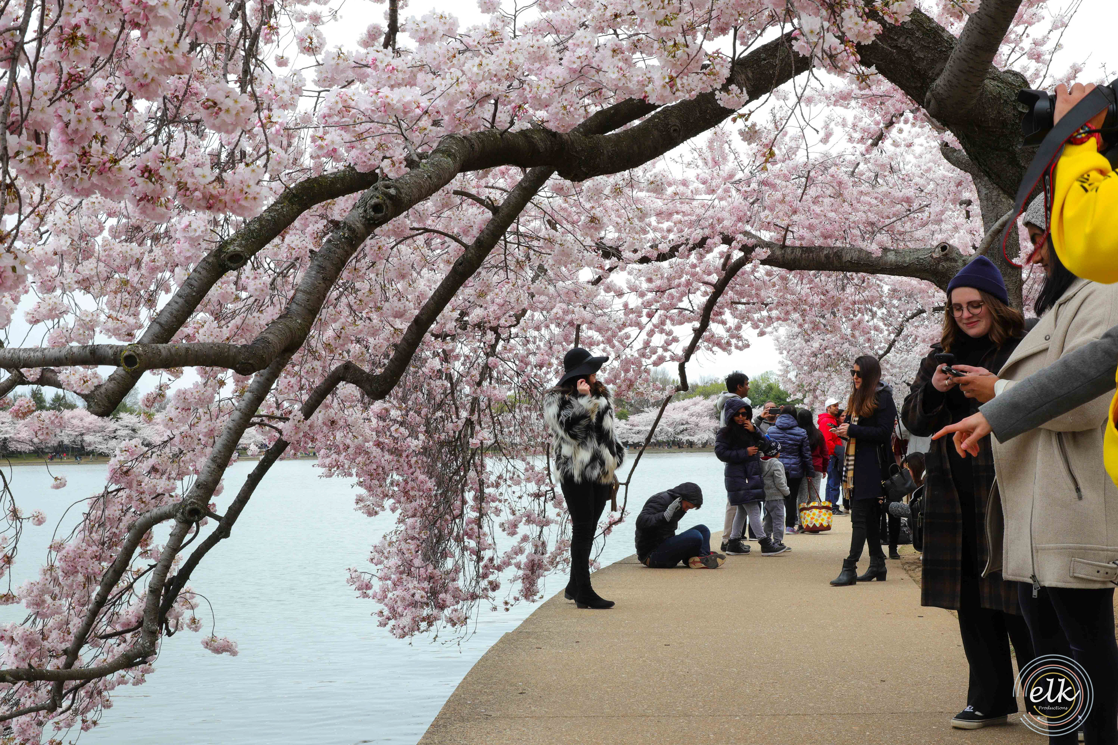 Cherry blossoms and the tidal basin. Washington D.C.