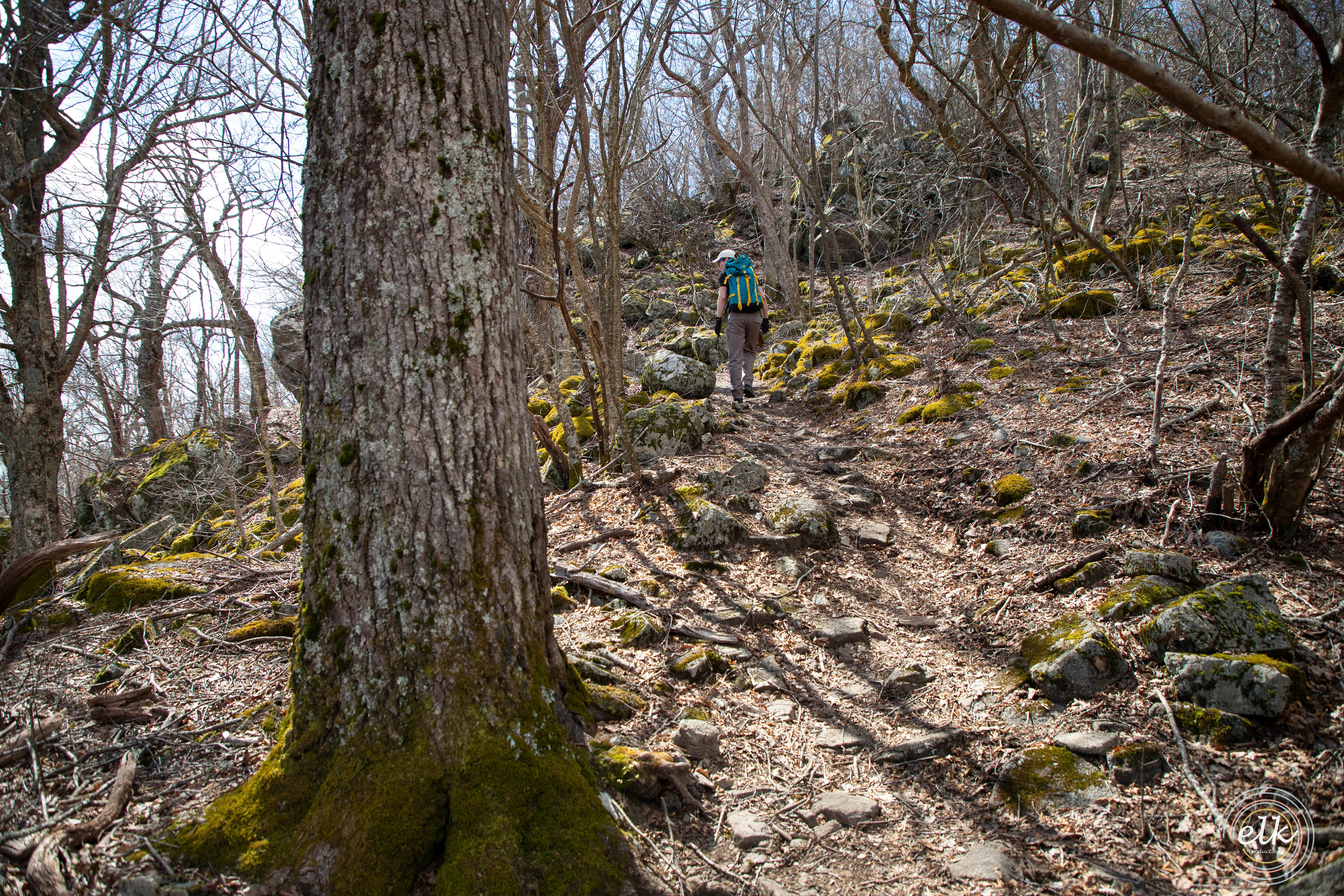 Moss covered trails in early spring. Shenandoah NP, VA.