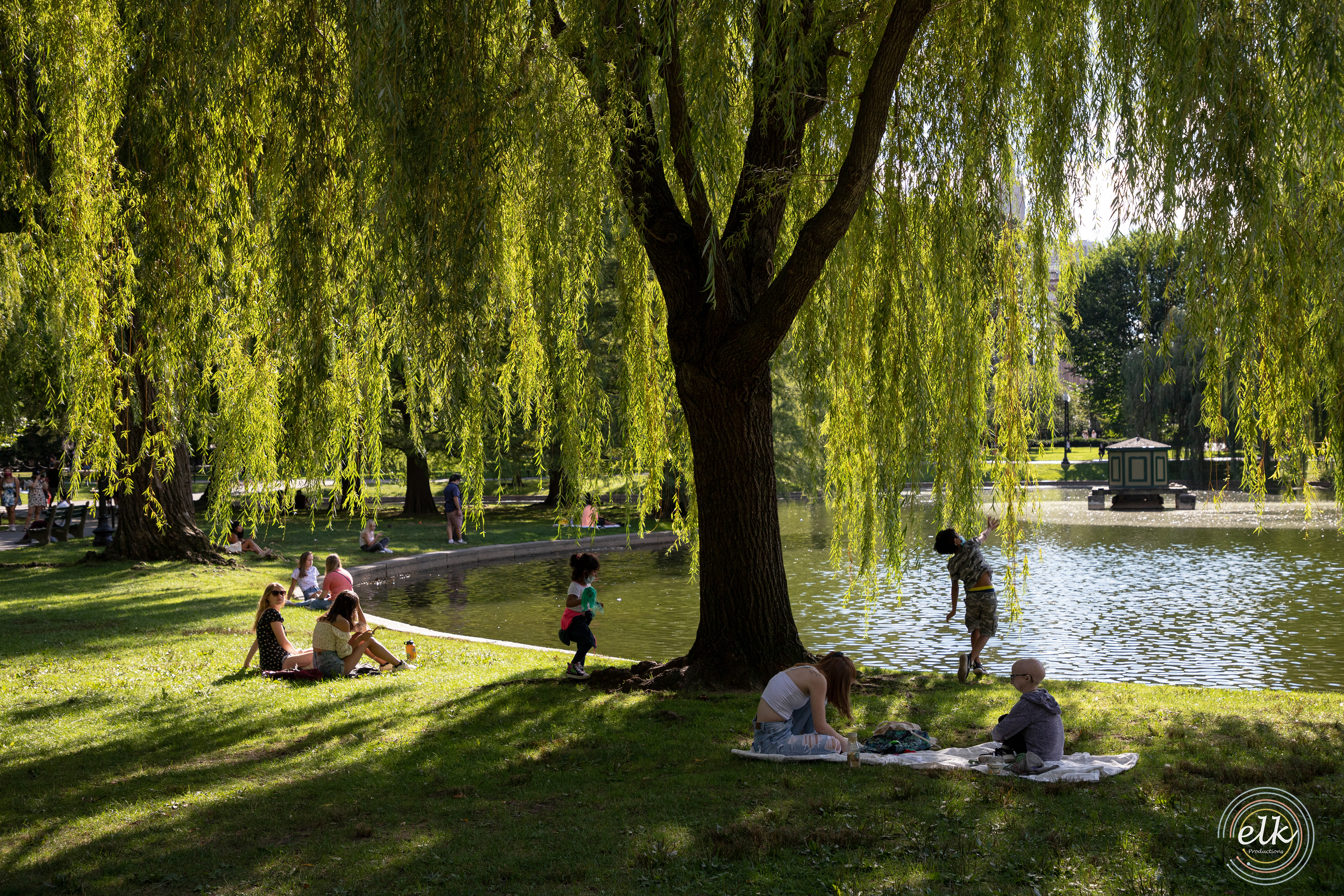 Weeping Willow and friends. Boston, MA.