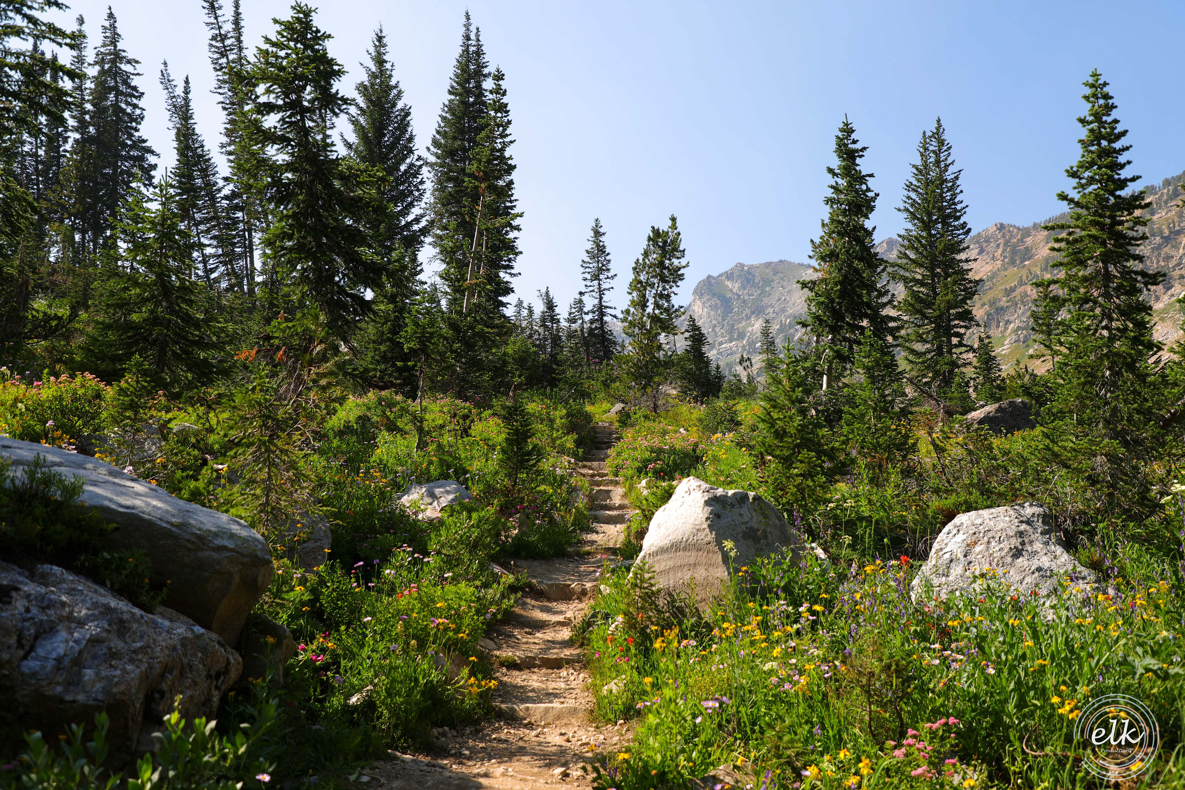 Through the wild growth. Grand Teton NP, WY.