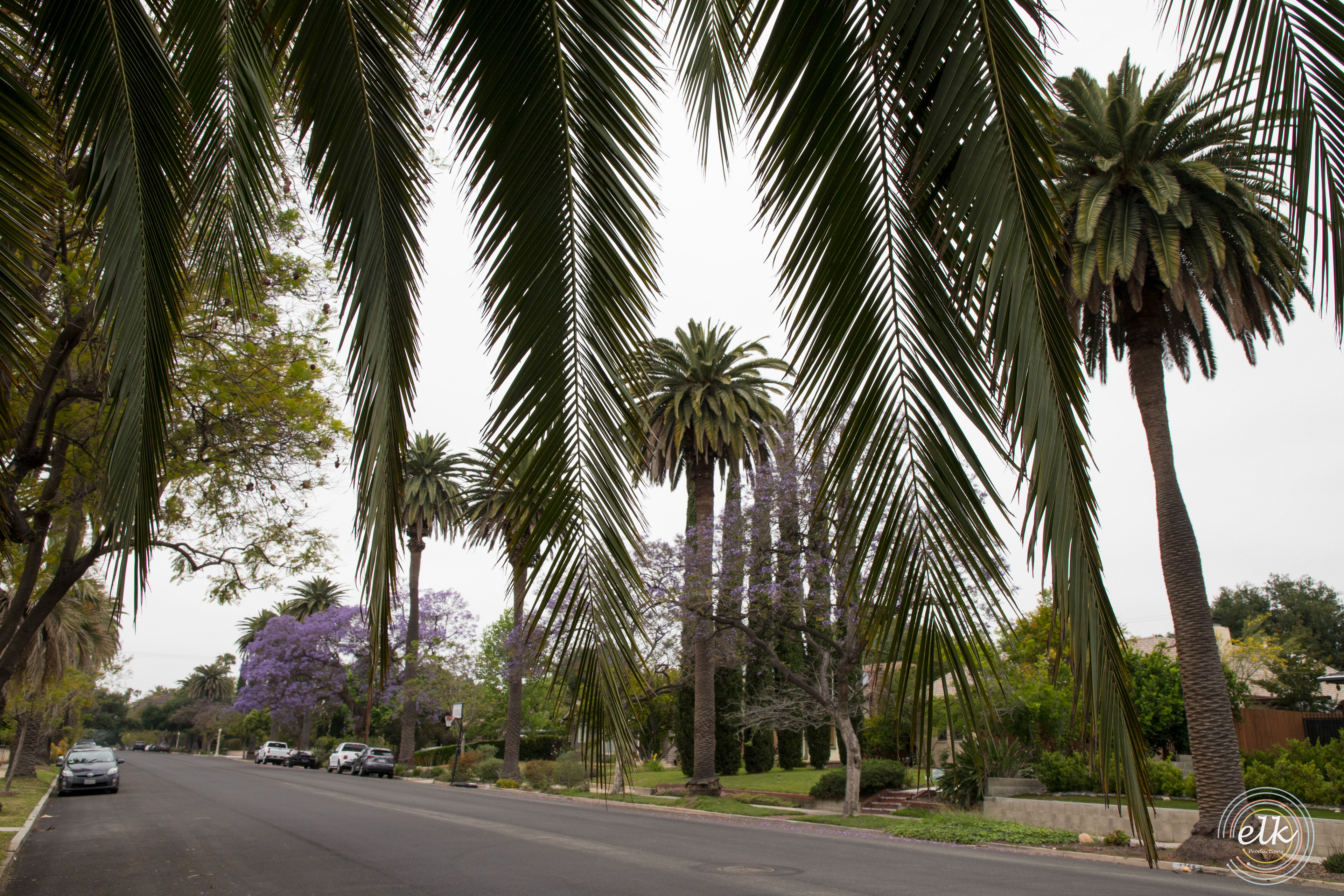 Palm trees in the neighborhood. Pasadena, CA.