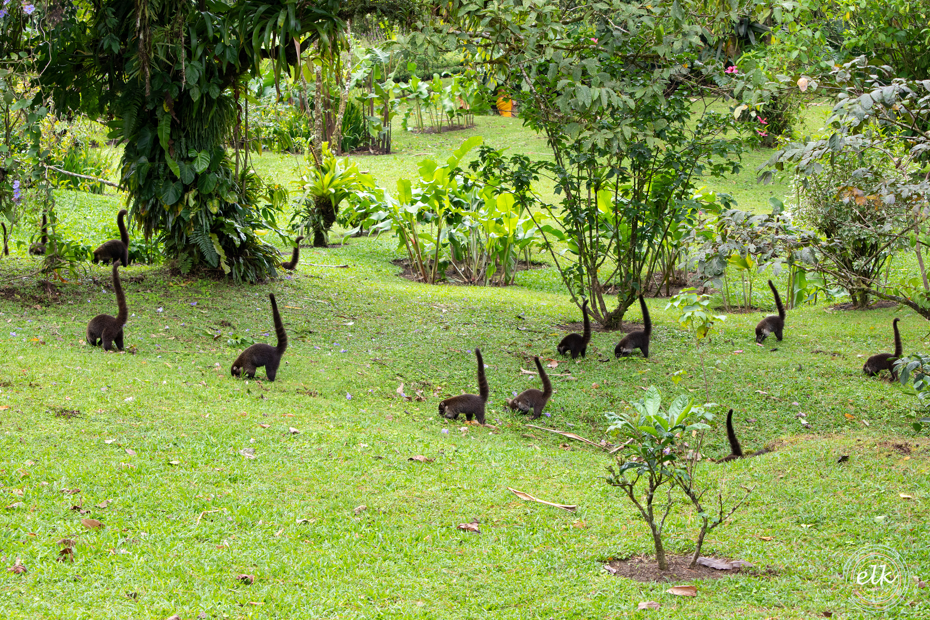 Coati family. Costa Rica.