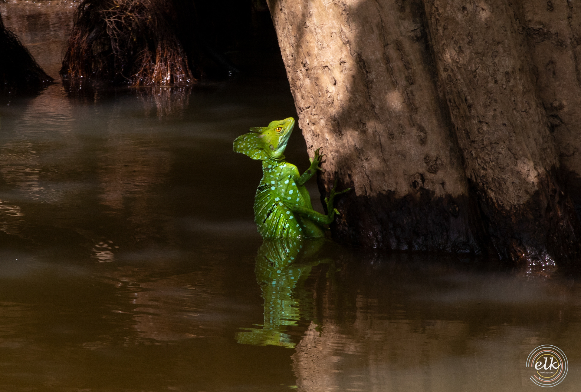 Jesus lizard. Costa Rica.