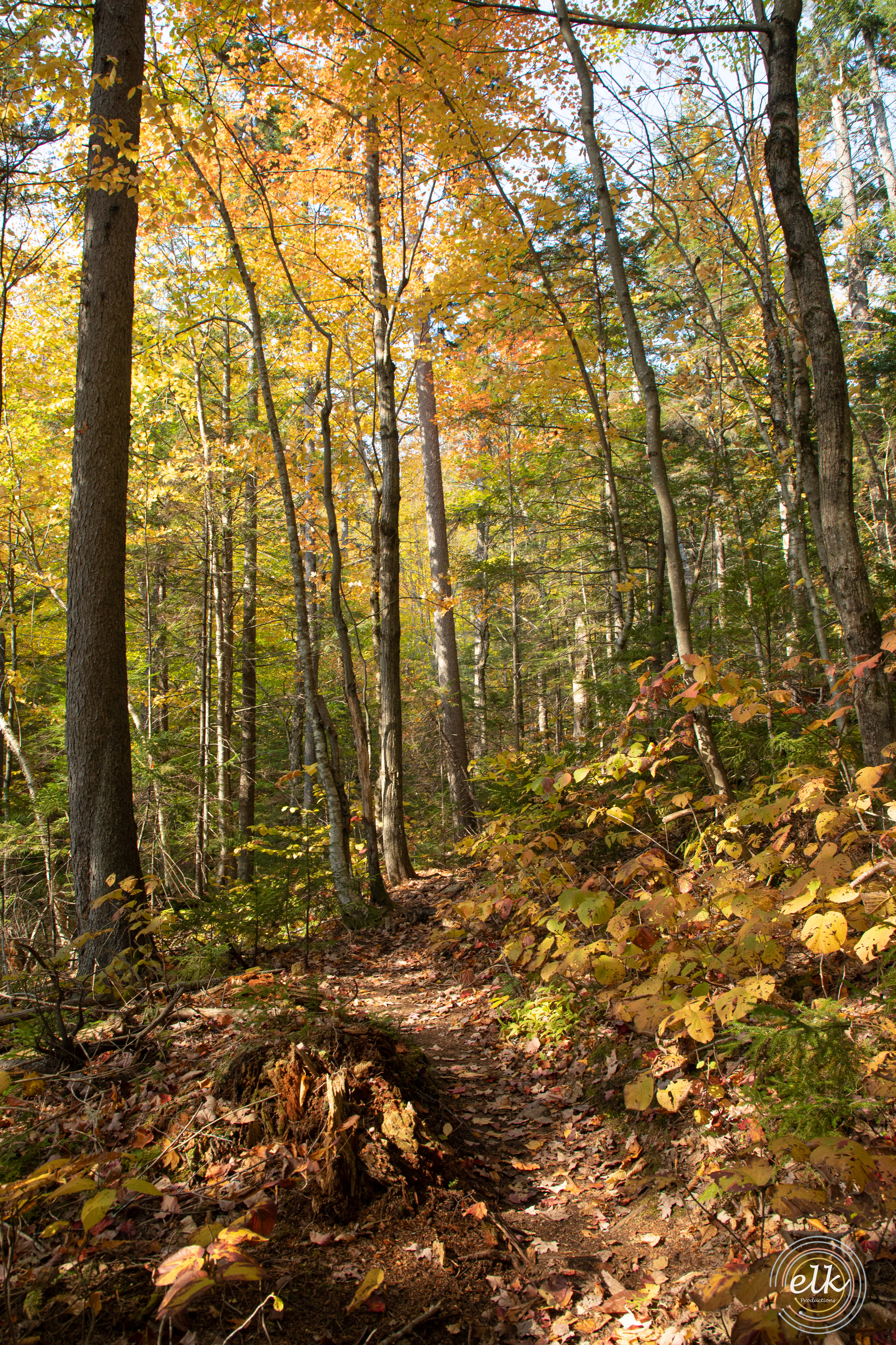 Trail colors 2. White Mountains, NH.