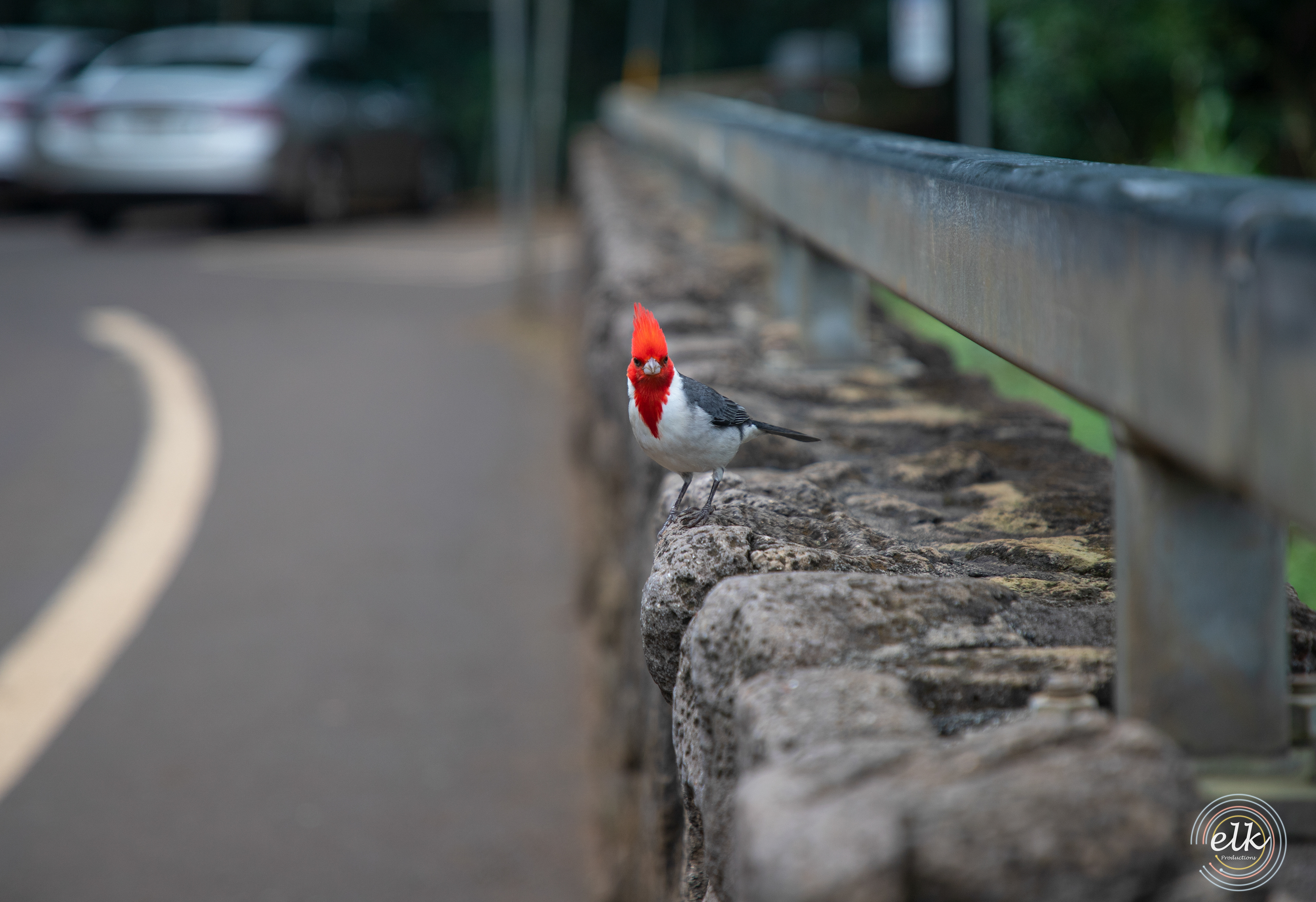 Red-crested cardinal. Kauai, HI.