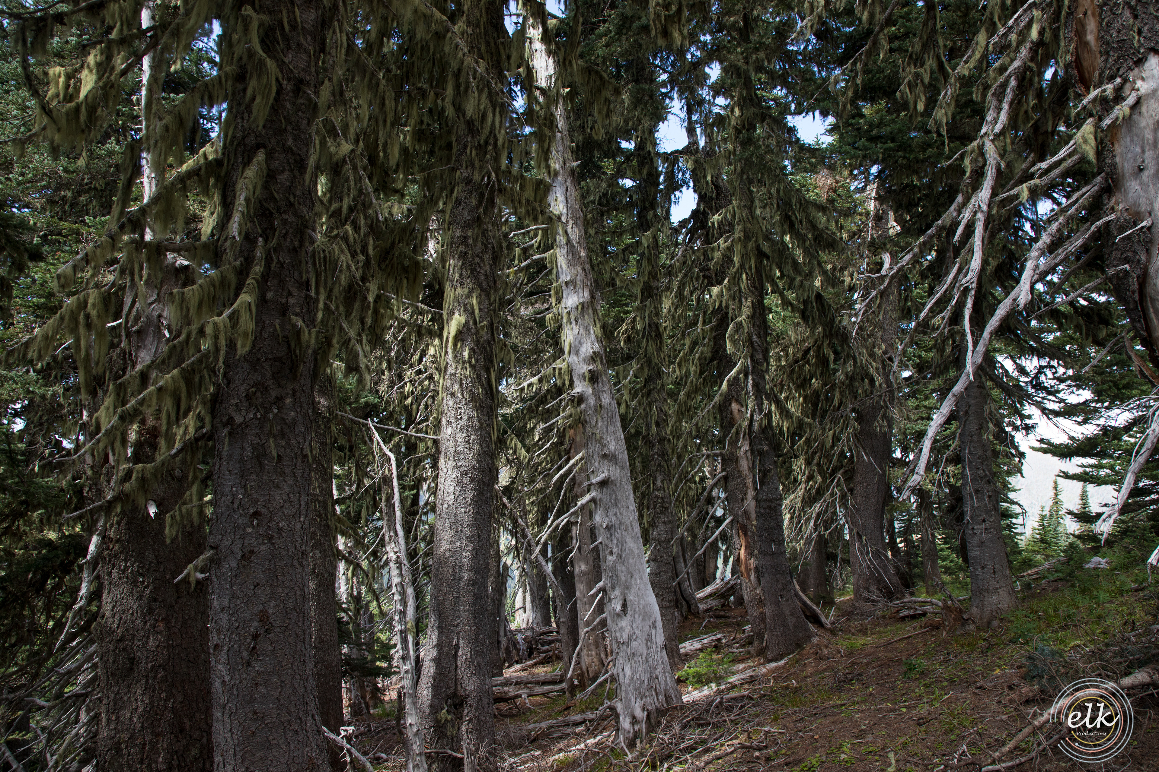 Dense forest. Olympic NP, WA.